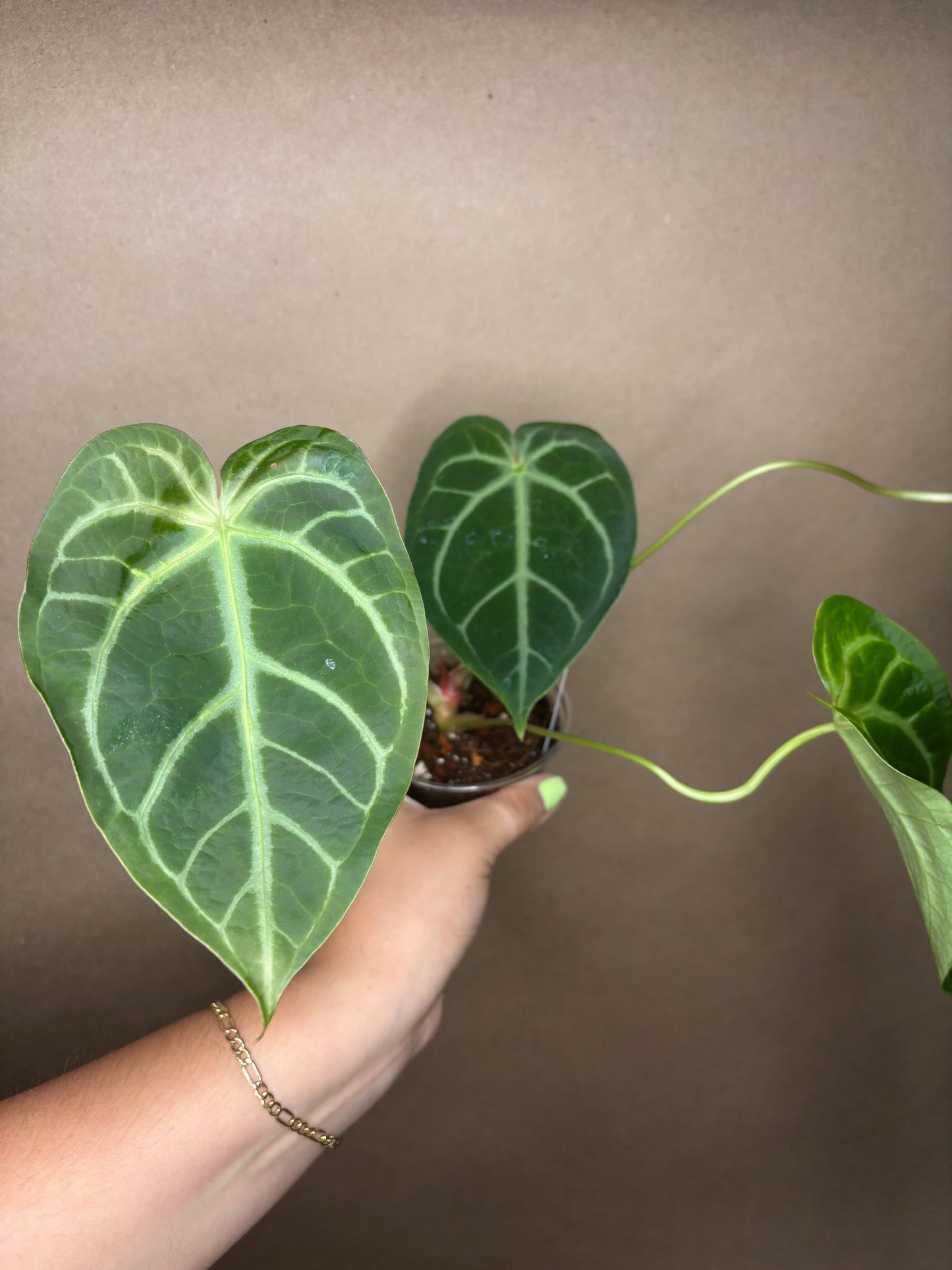 Anthurium Magnificum