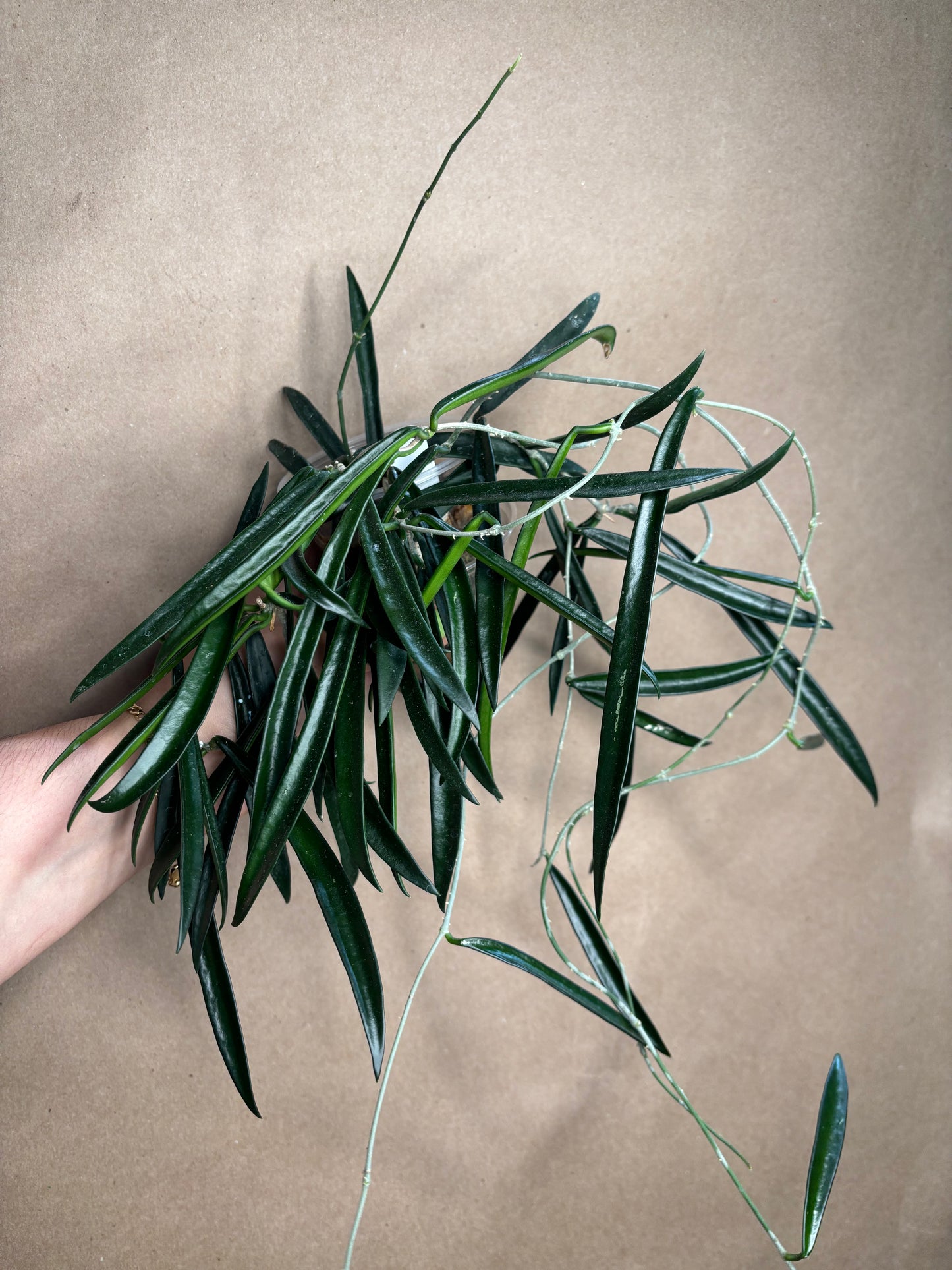 Hoya Shepherdii