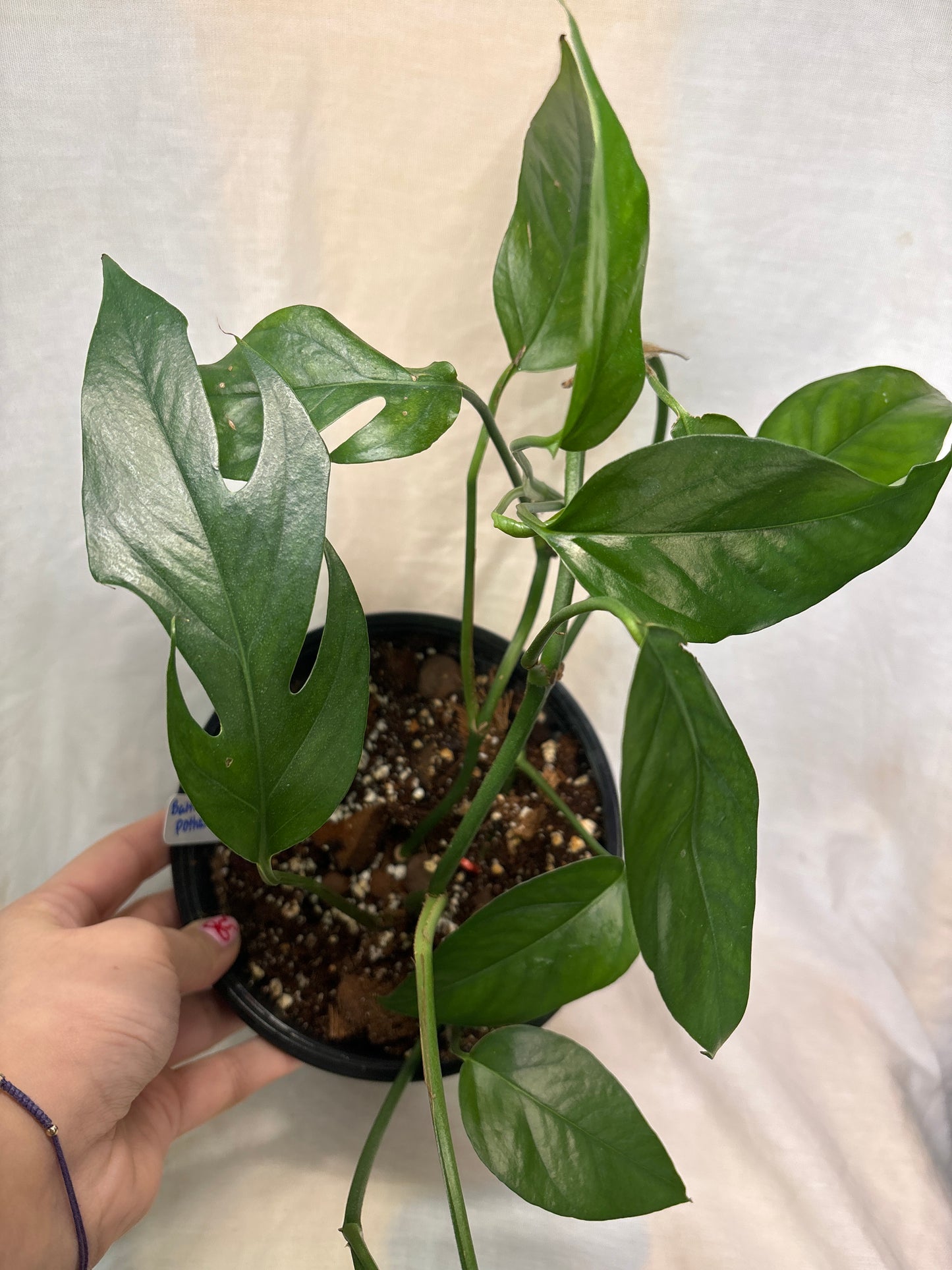 Baltic Blue Pothos
