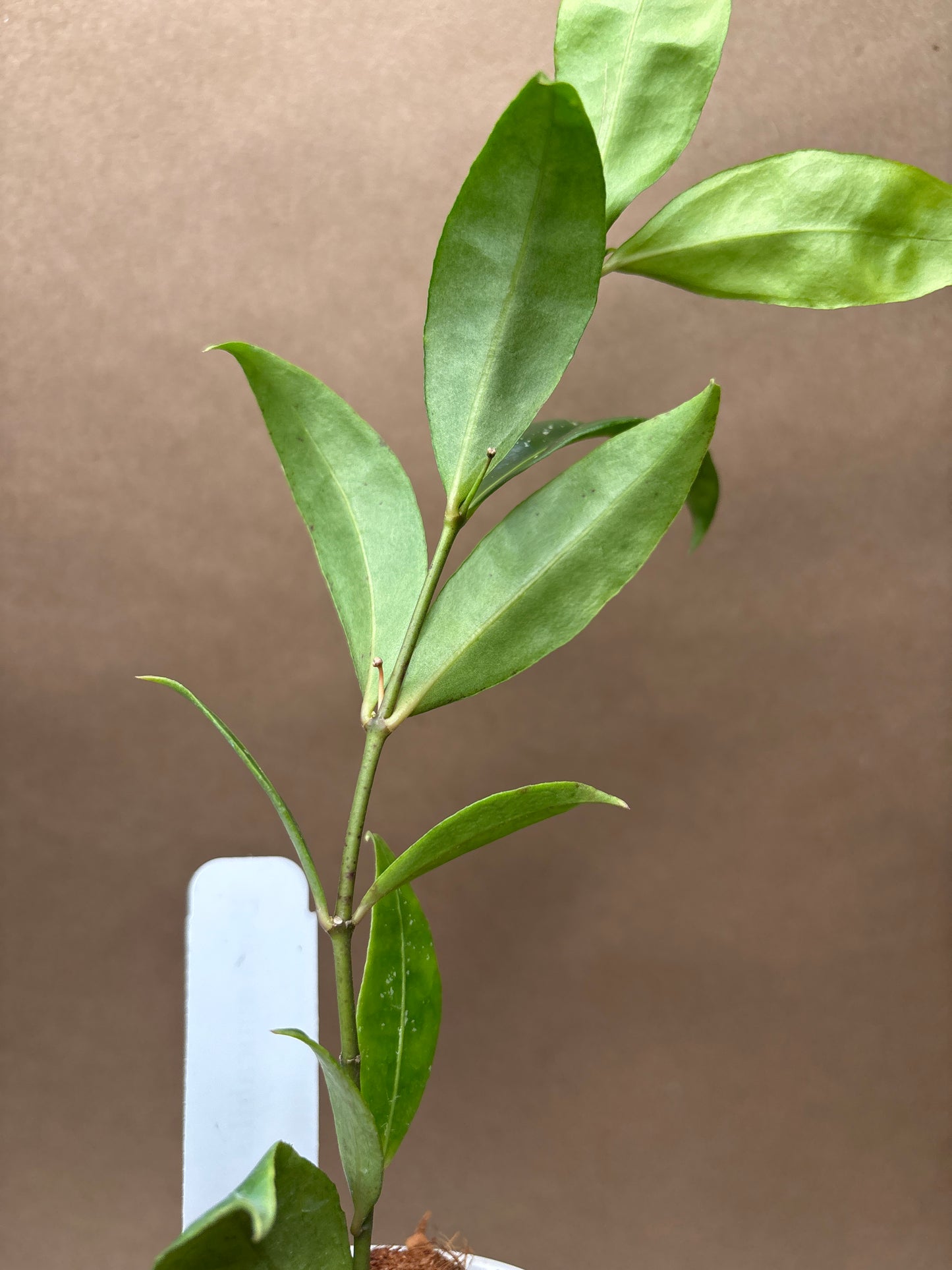 Hoya Amicabilis 3” Hanging Basket