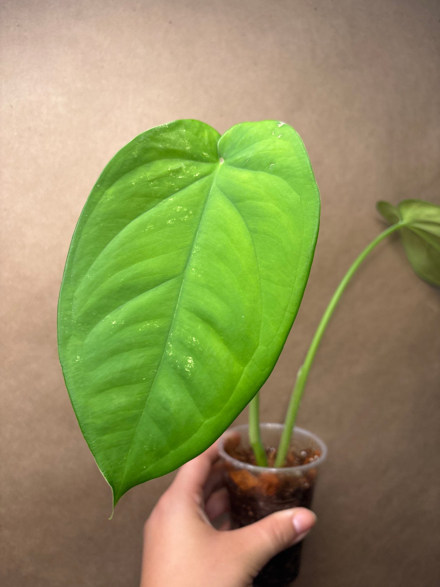 Syngonium Chiapense (reverted variegation)
