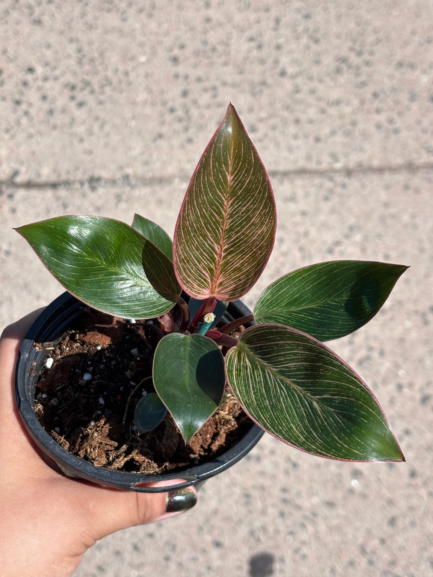 Philodendron Pink Birkin