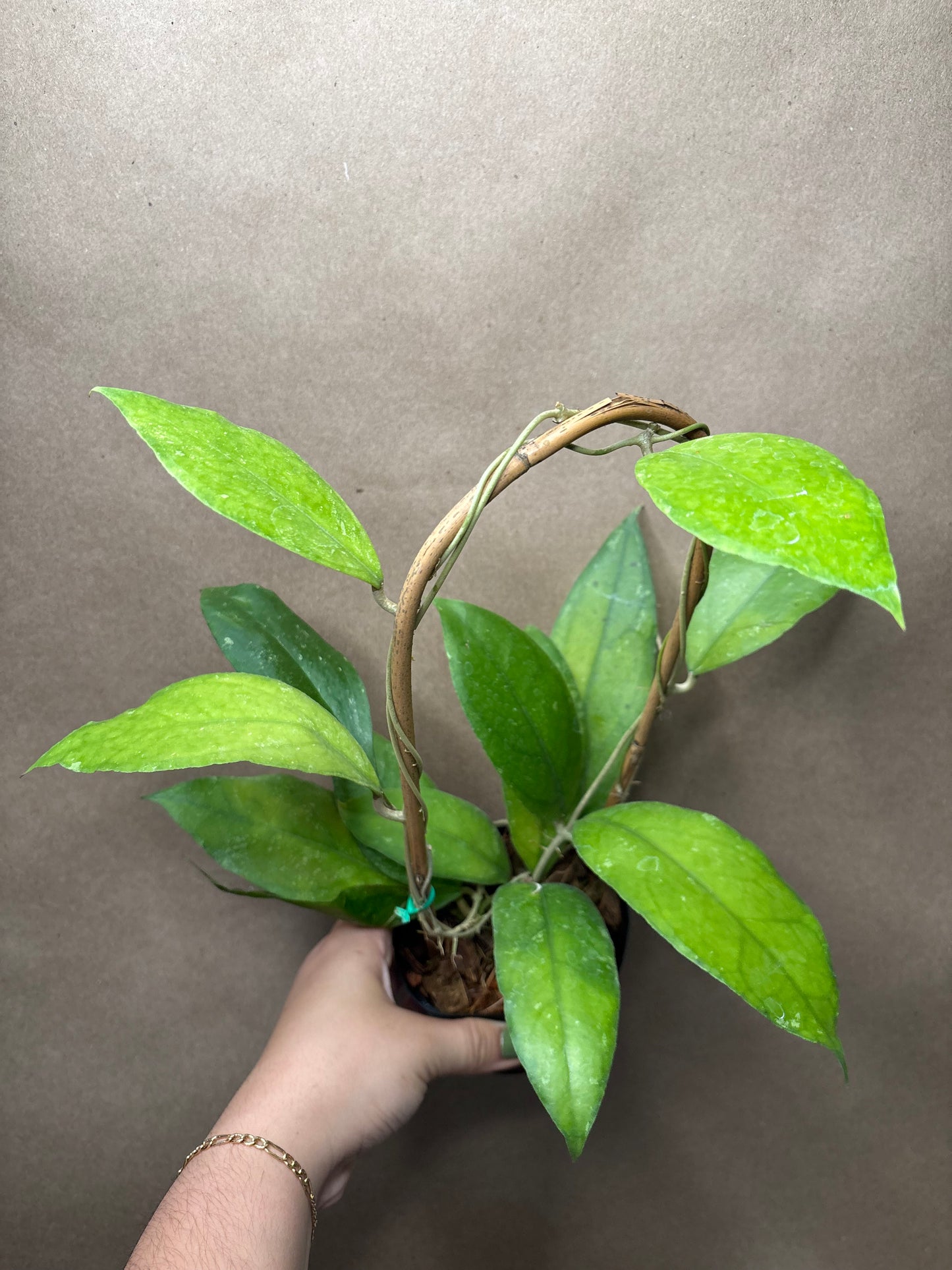 Hoya finlaysonii 'Chicken Farm’