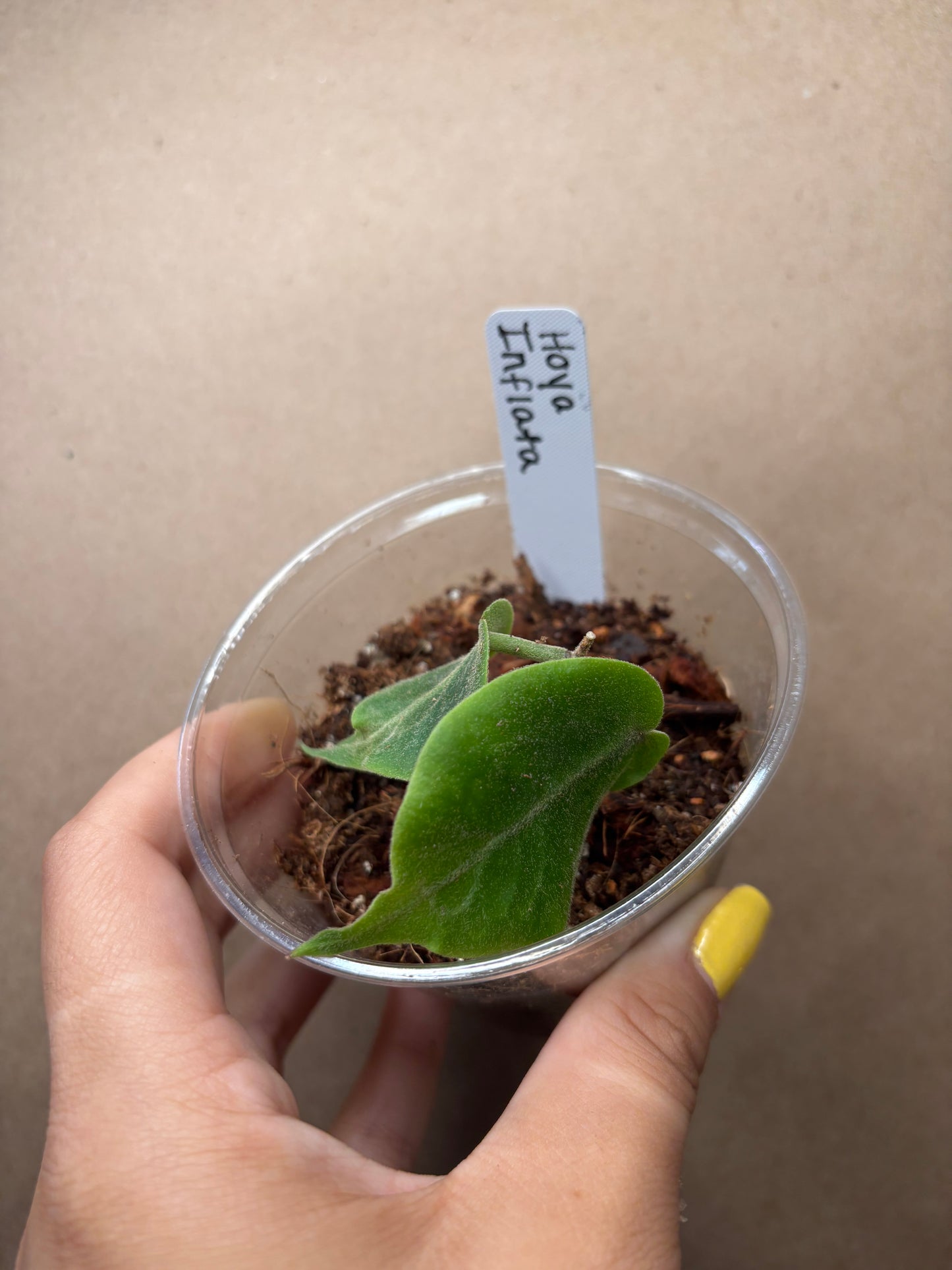 Hoya Inflata