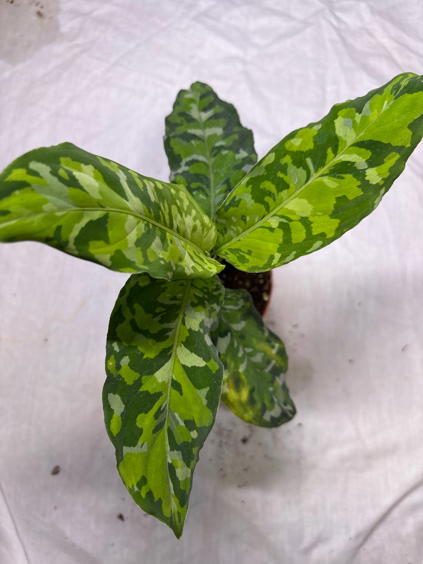 Aglaonema Pictum Tricolor