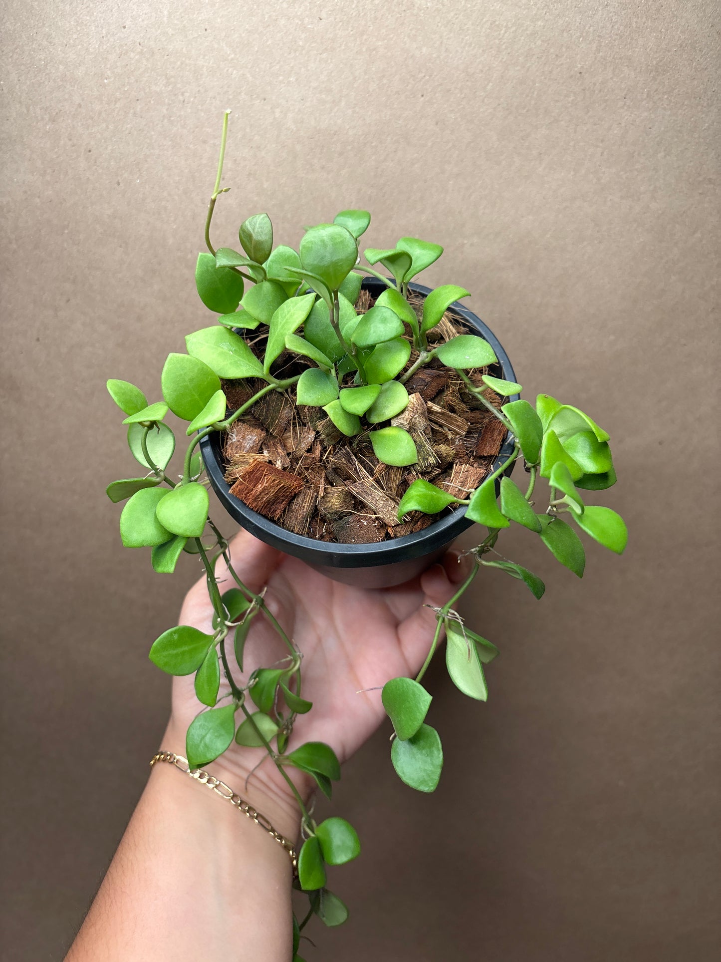 Hoya Carmelae 4” Hanging Basket