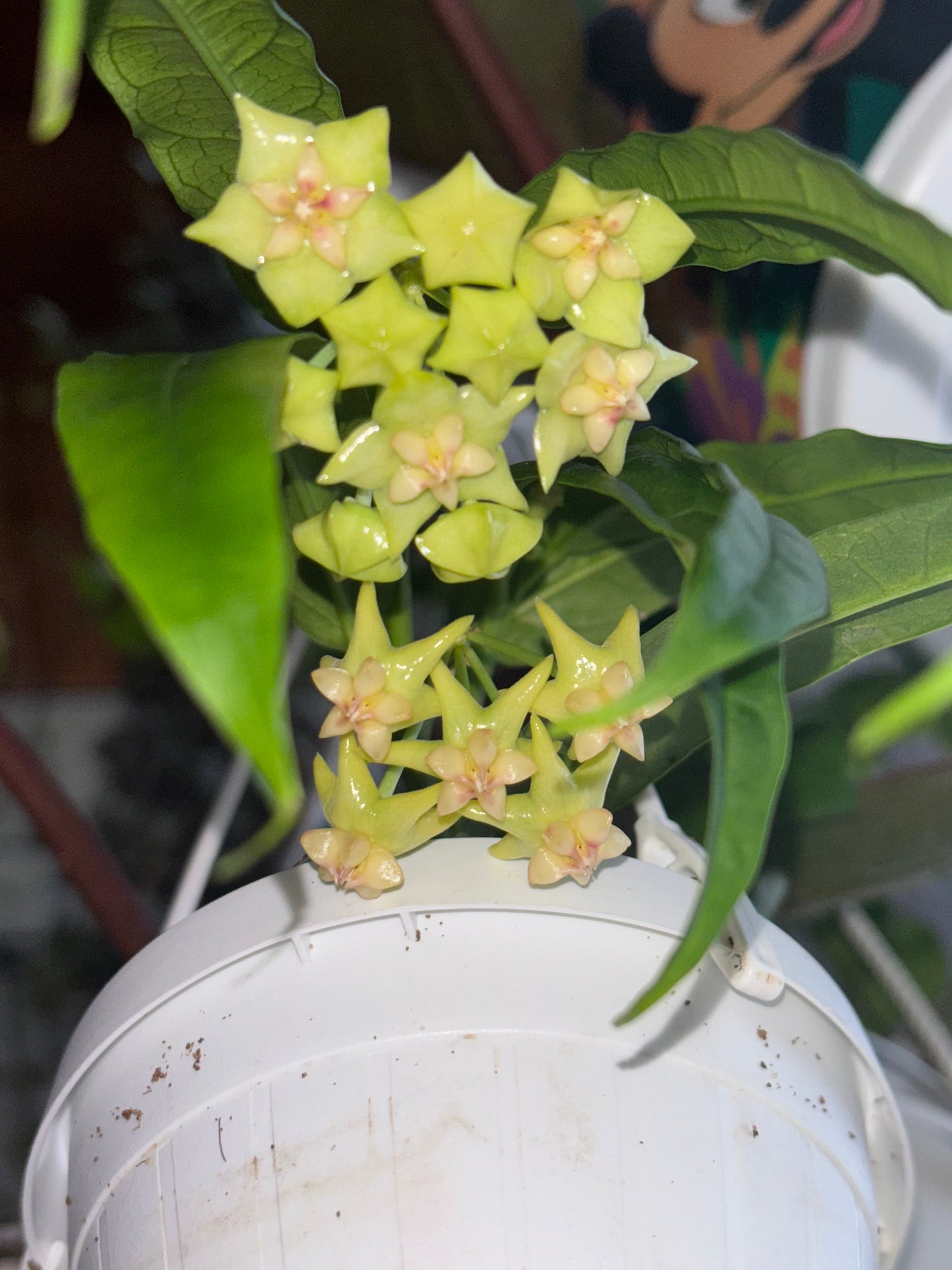 Hoya platycaulis