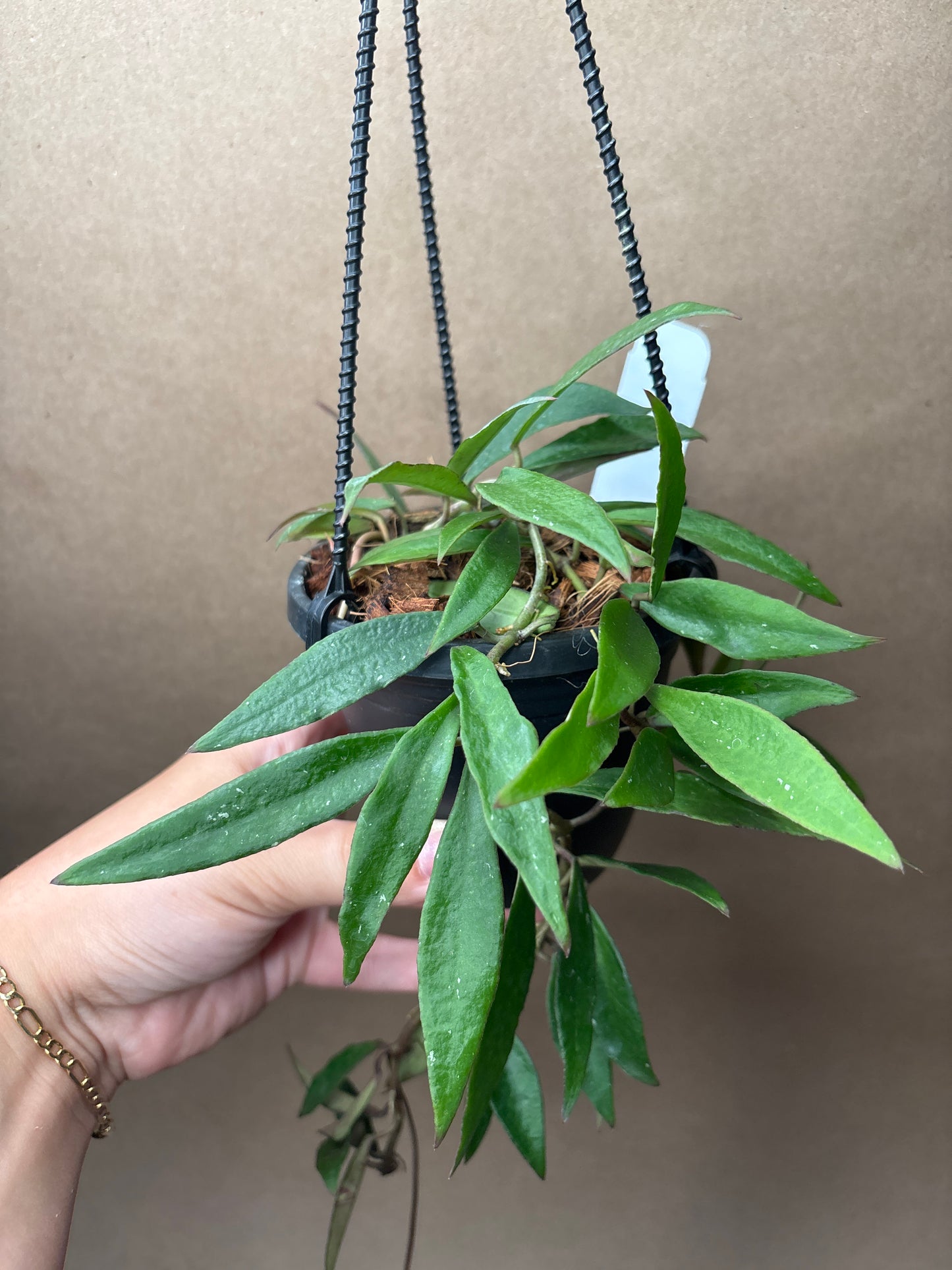 Hoya Mirabilis 4” Hanging Basket