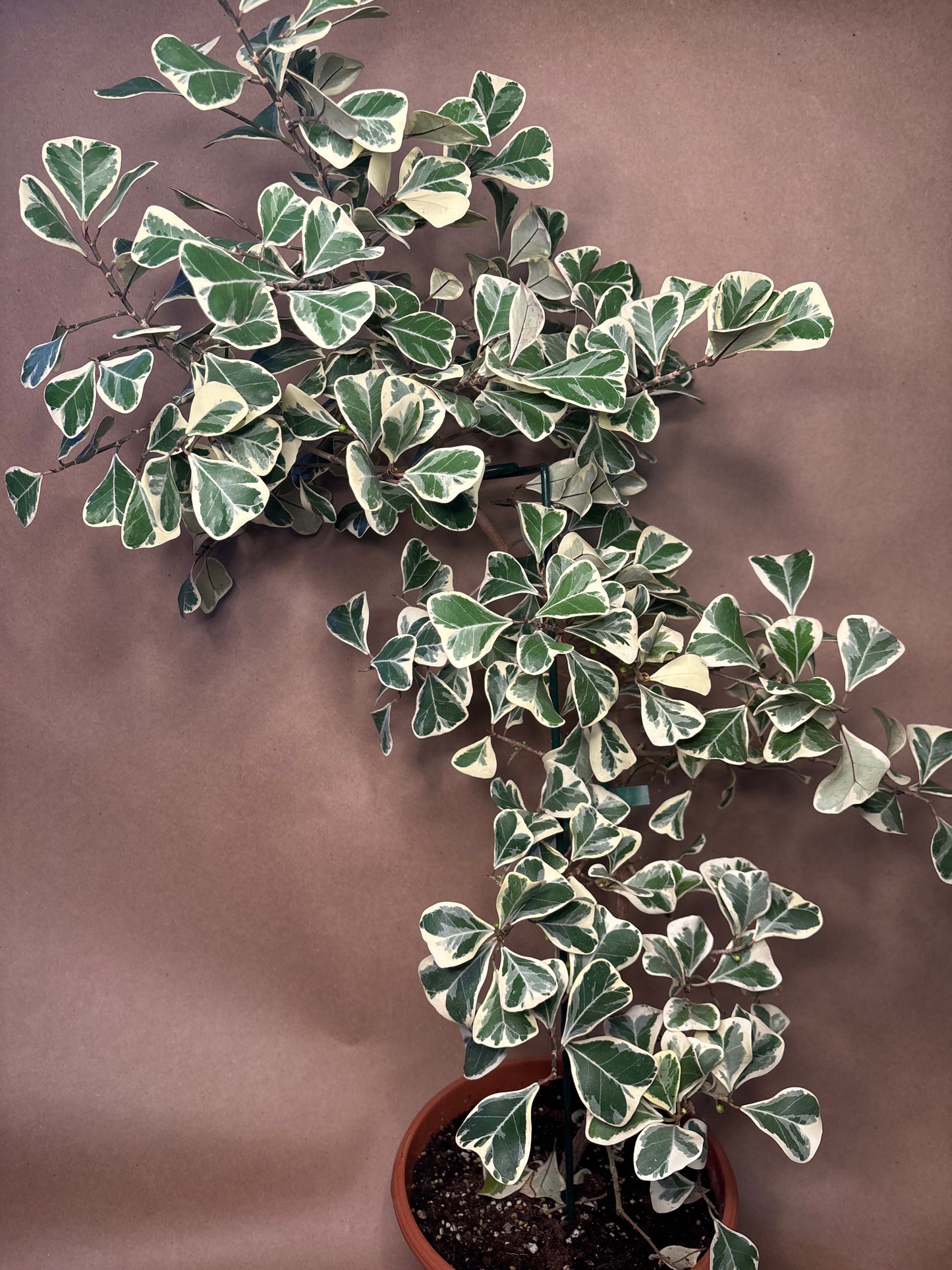 Ficus Triangularus