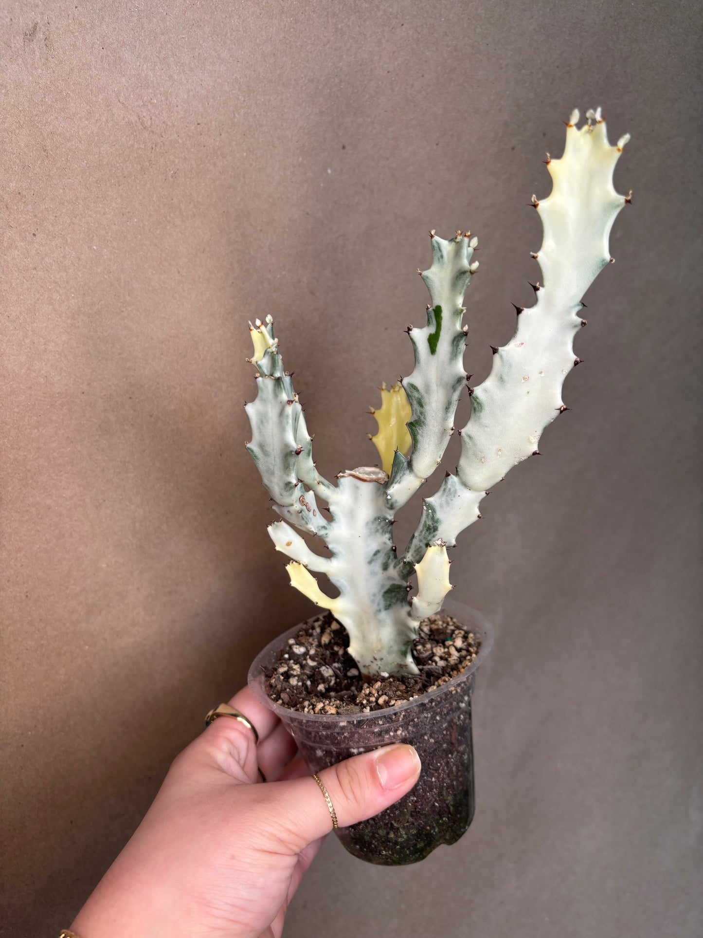 Euphorbia 'White Ghost'