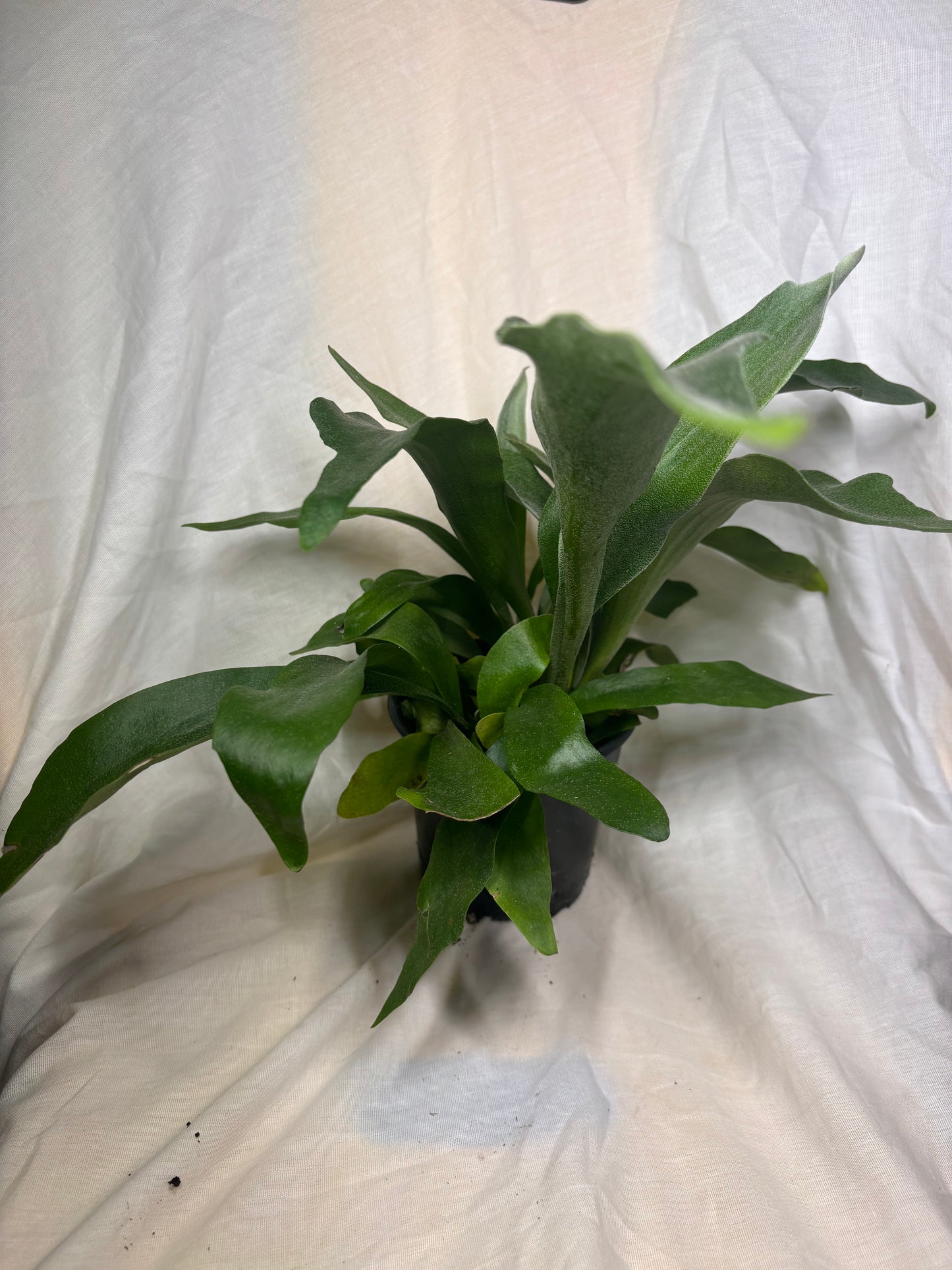 Staghorn Fern