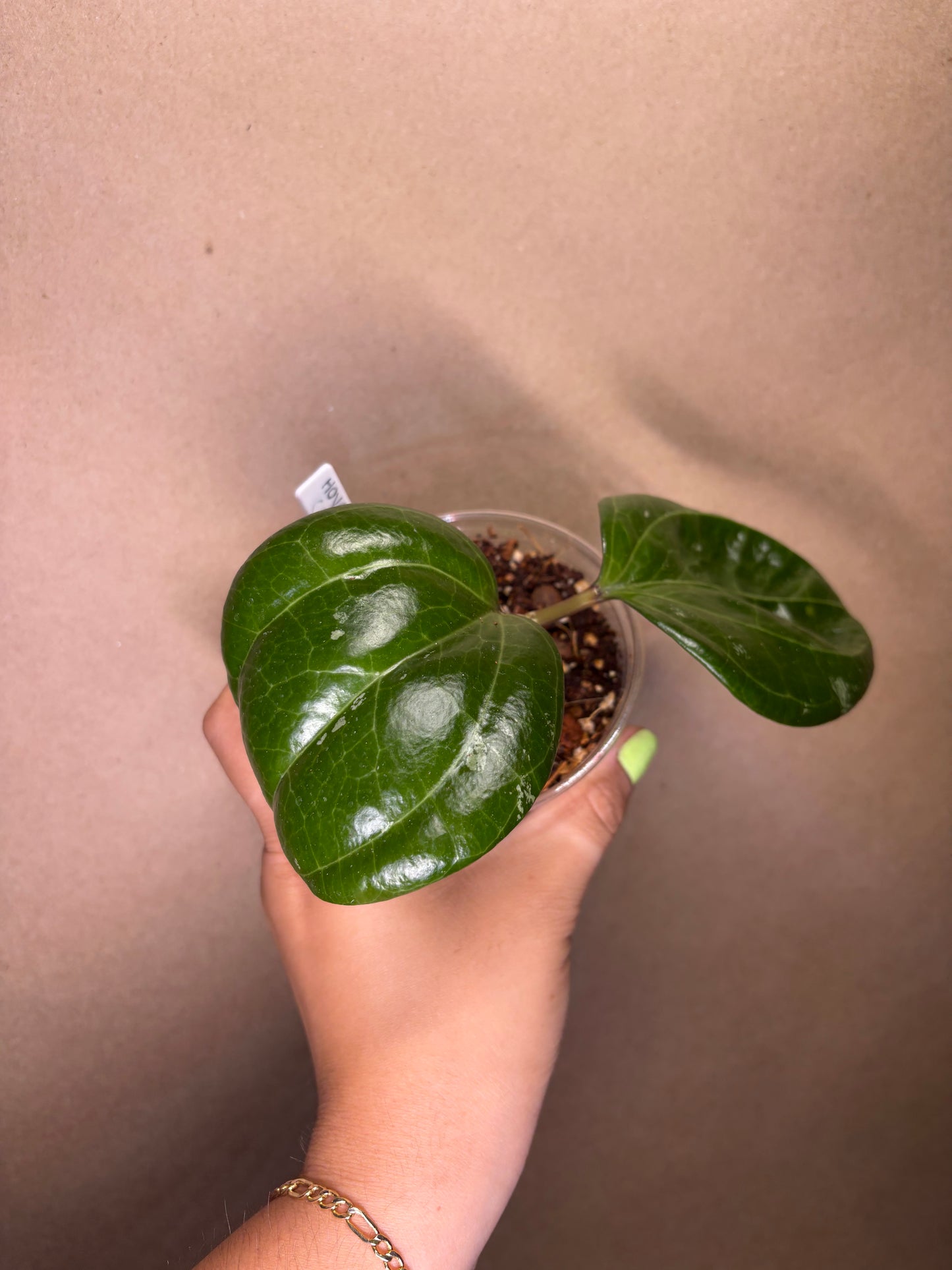 Hoya Sarawak (Cream)