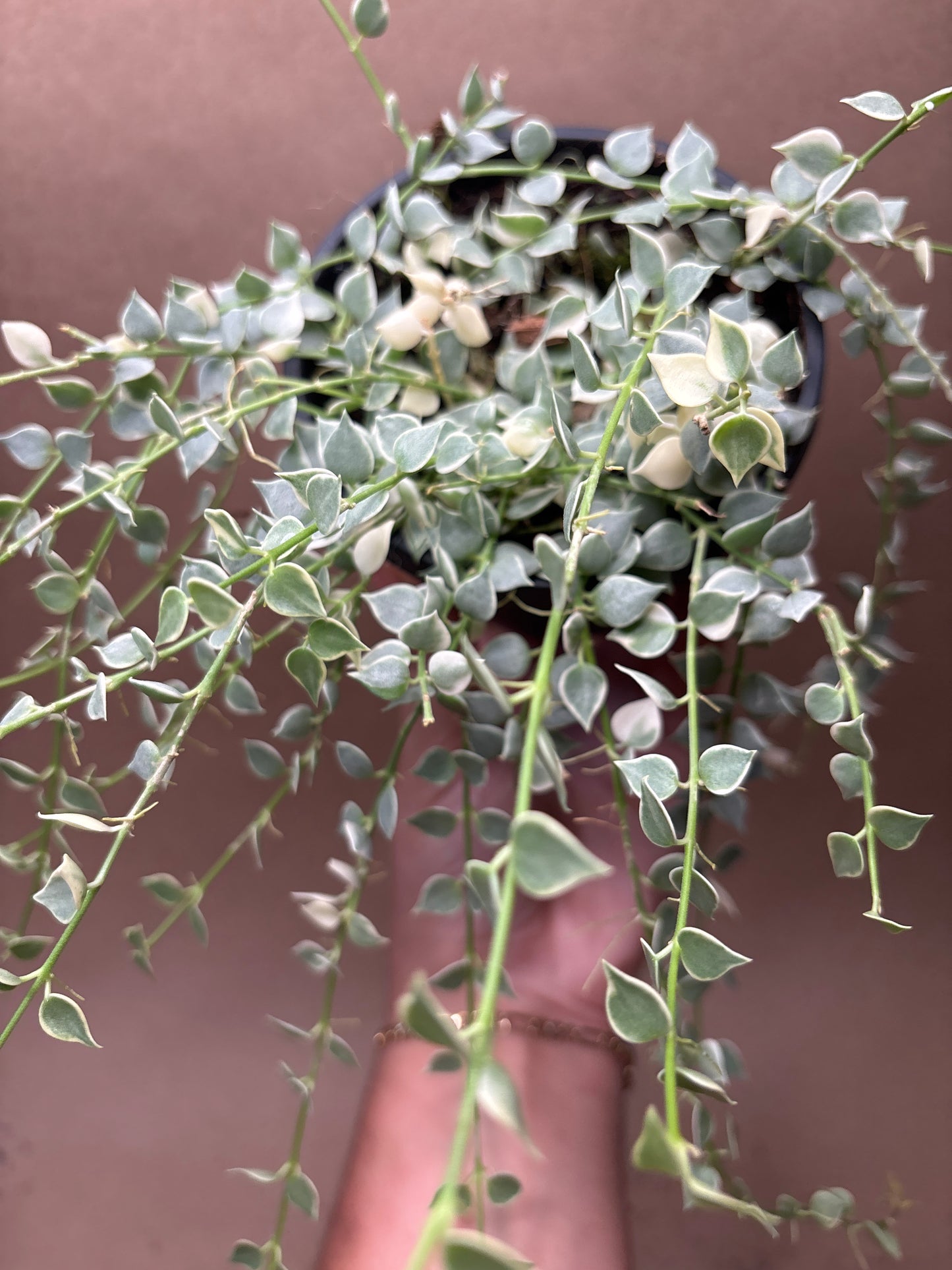 Dischidia 'Million Hearts' Variegated 4” Hanging Basket
