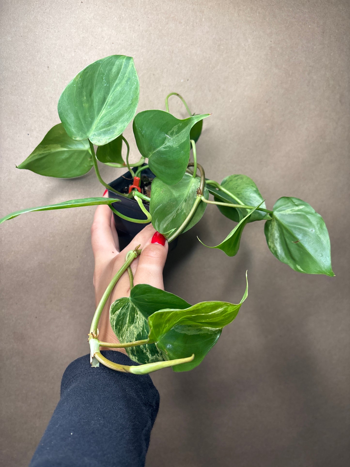 Philodendron hederaceum variegated heartleaf