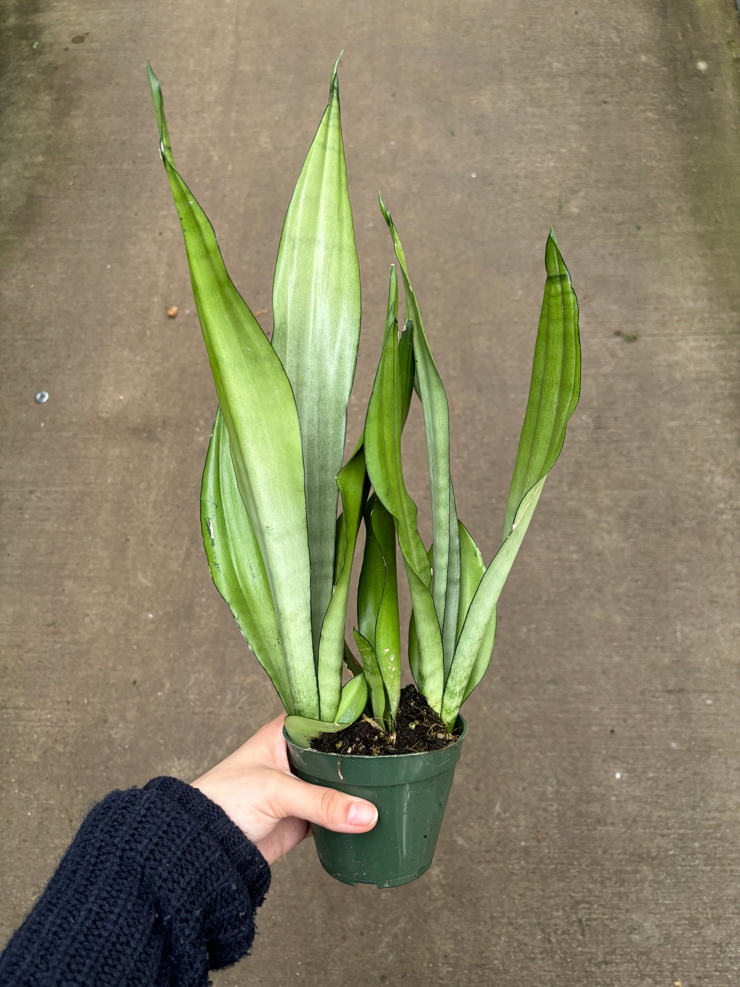 Moonshine Snake Plant