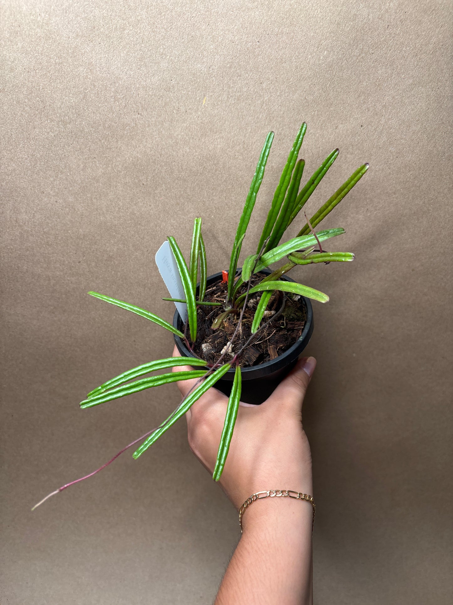 Hoya Insularis 4”
