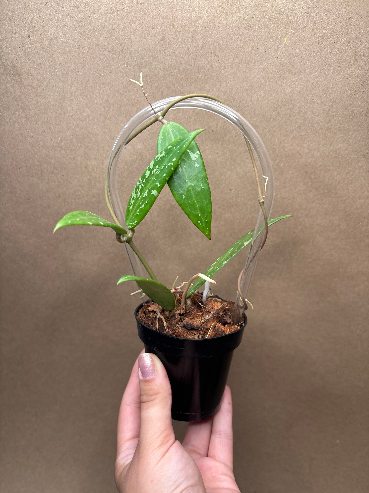 Hoya sp. SR 2007-13 (from Loei Province) 3”