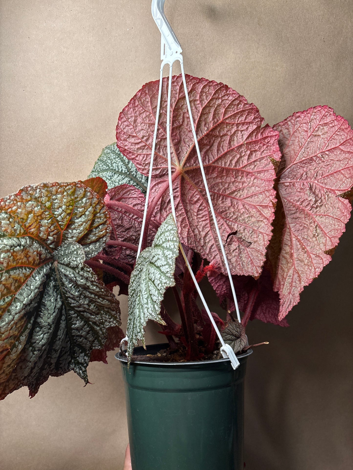 Begonia Emma’s Evolution™ pterodactyl
