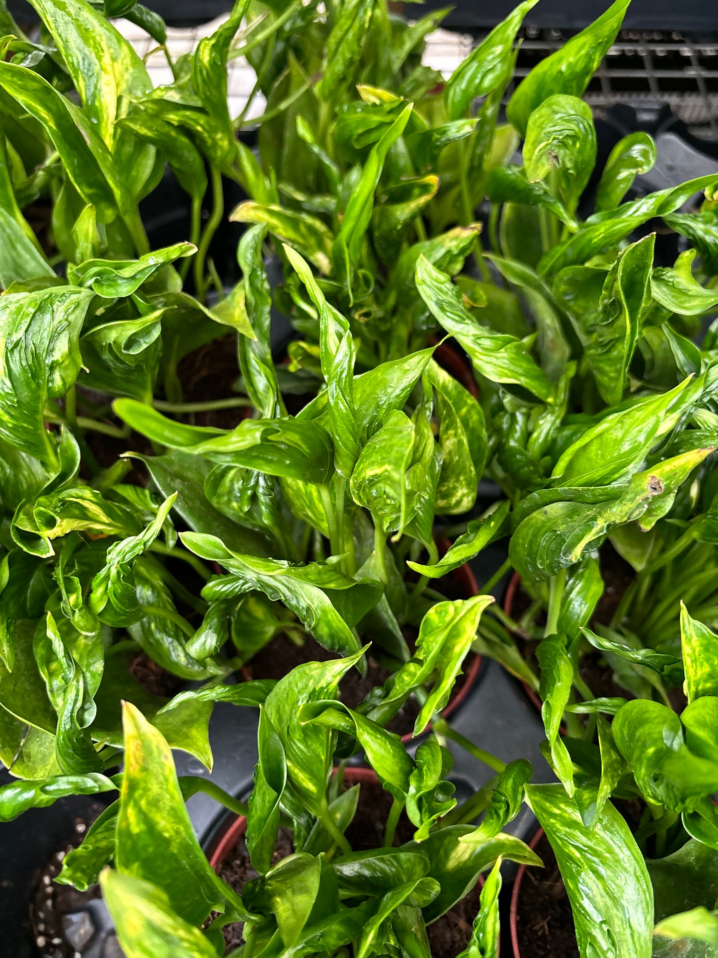 Epipremnum Aureum Shangri La