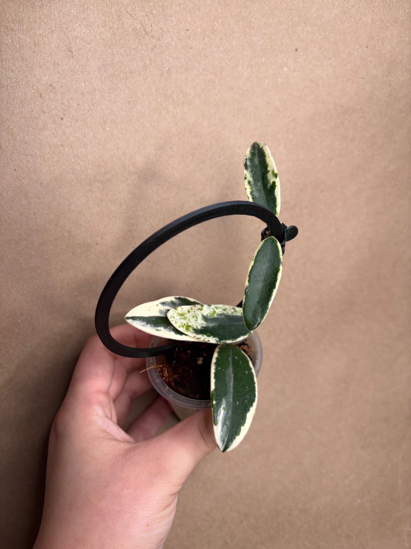 Hoya Lyi Prism