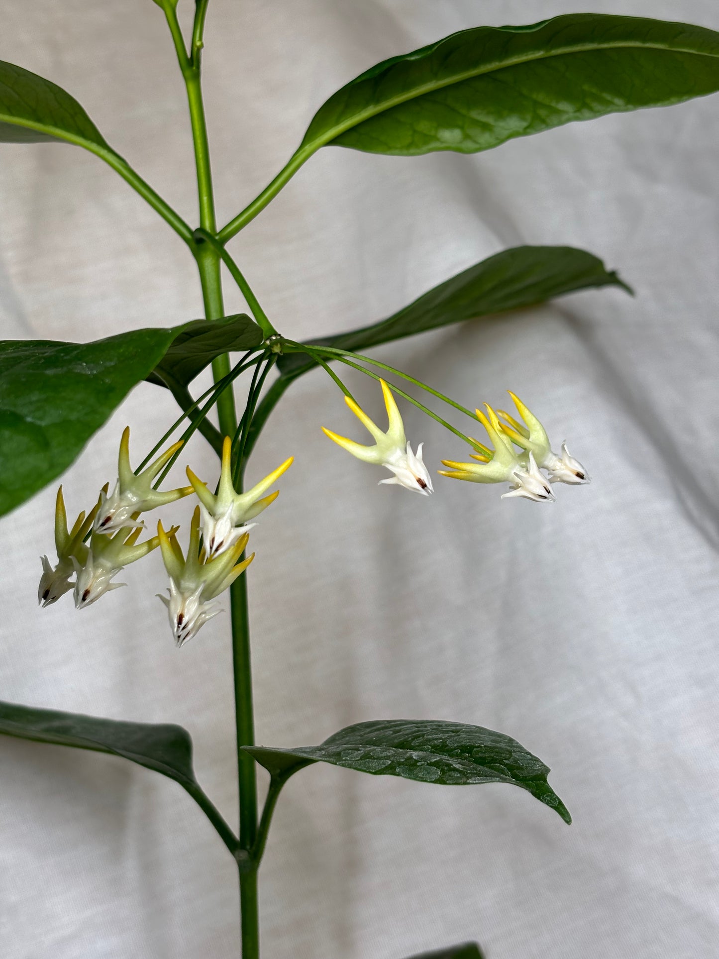 Hoya Multiflora