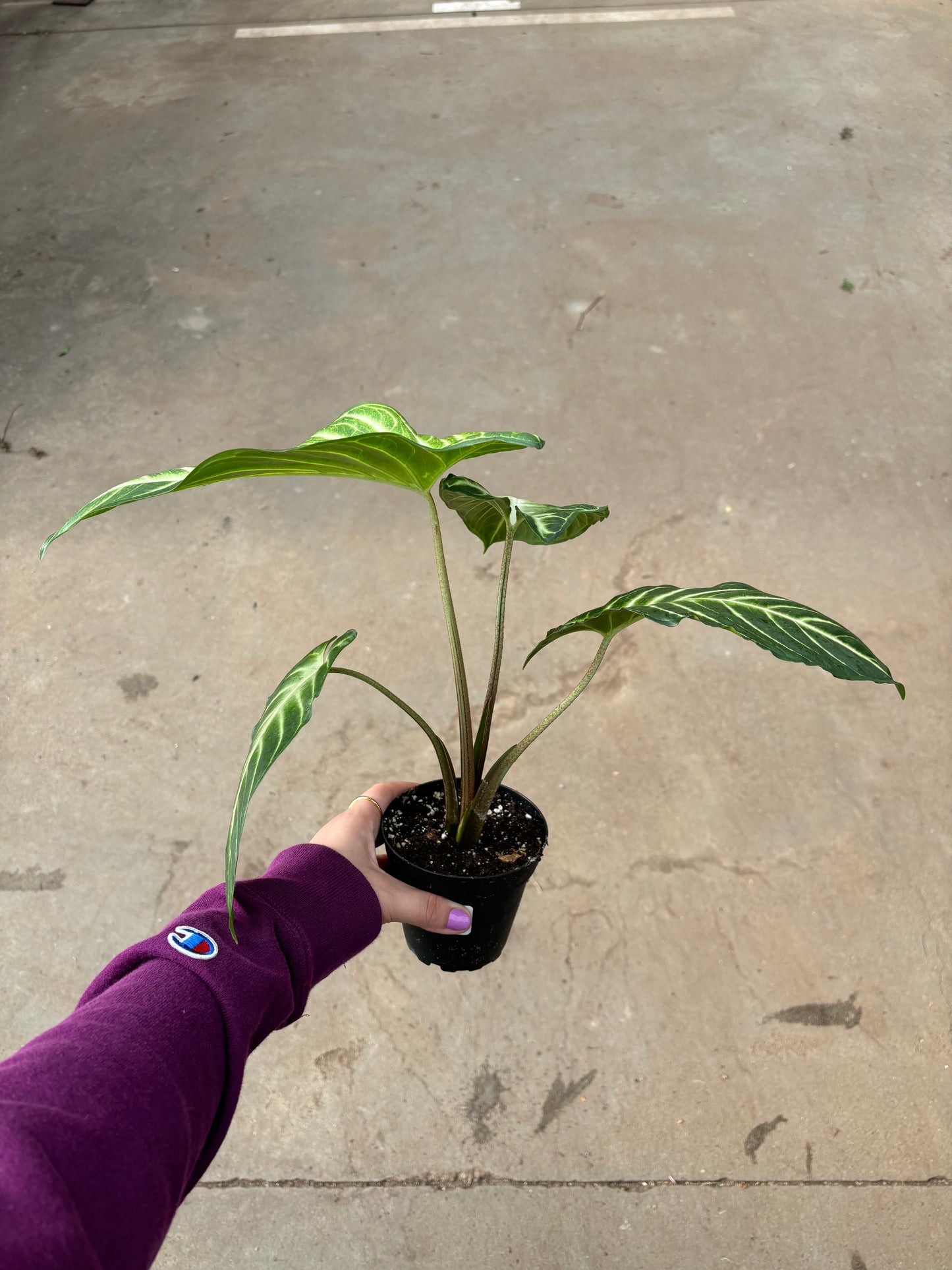 Xanthosoma Lindenii