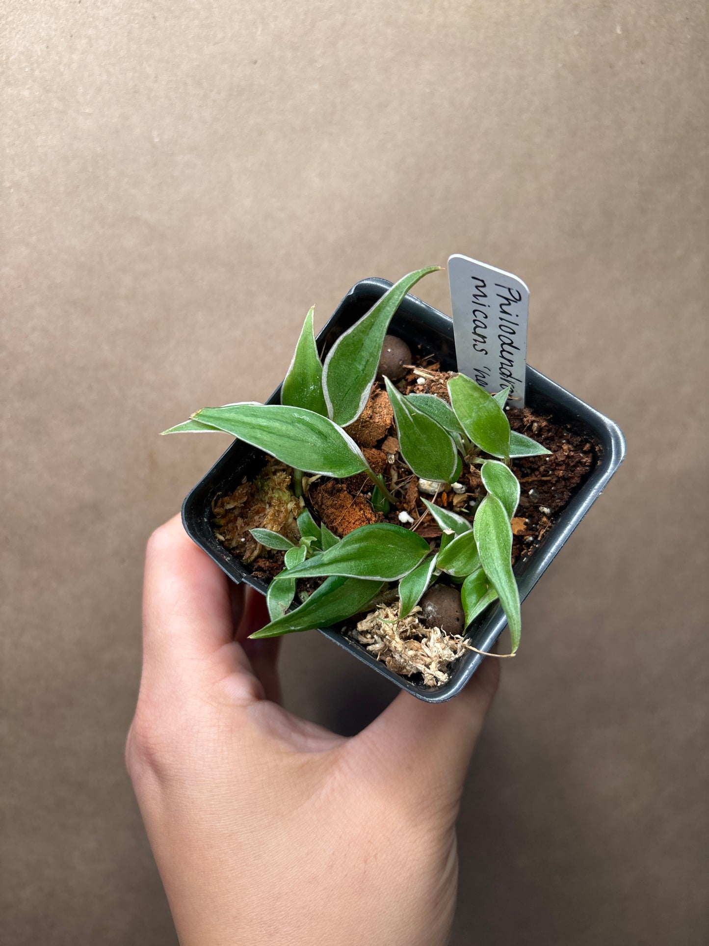 Philodendron Micans Halo