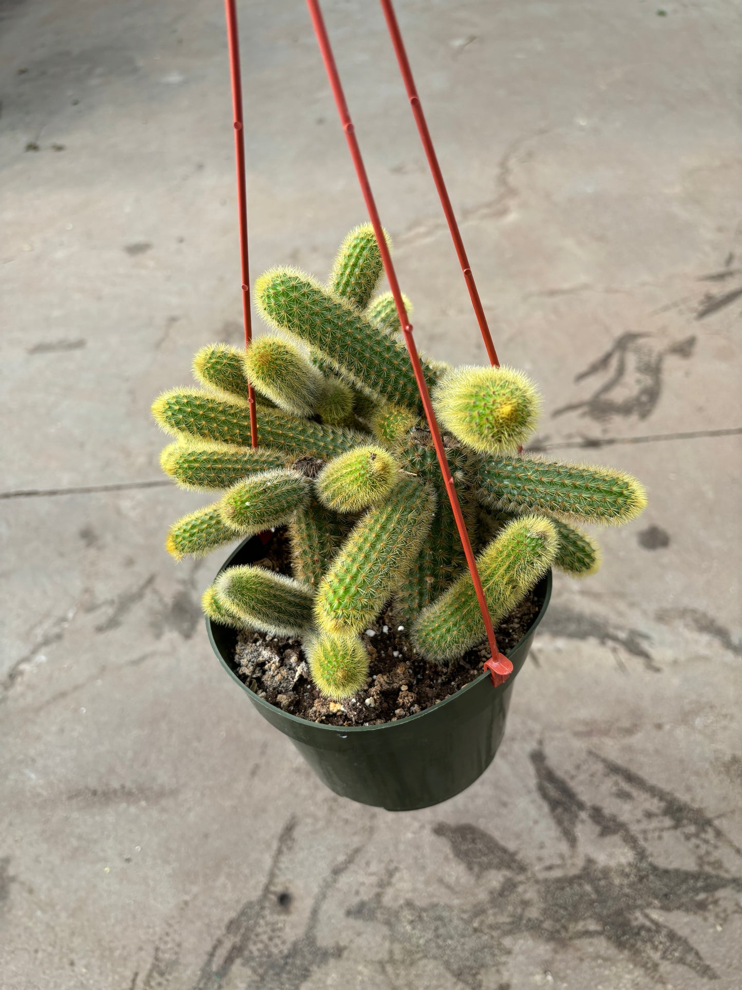 Golden Monkey Tail Cactus