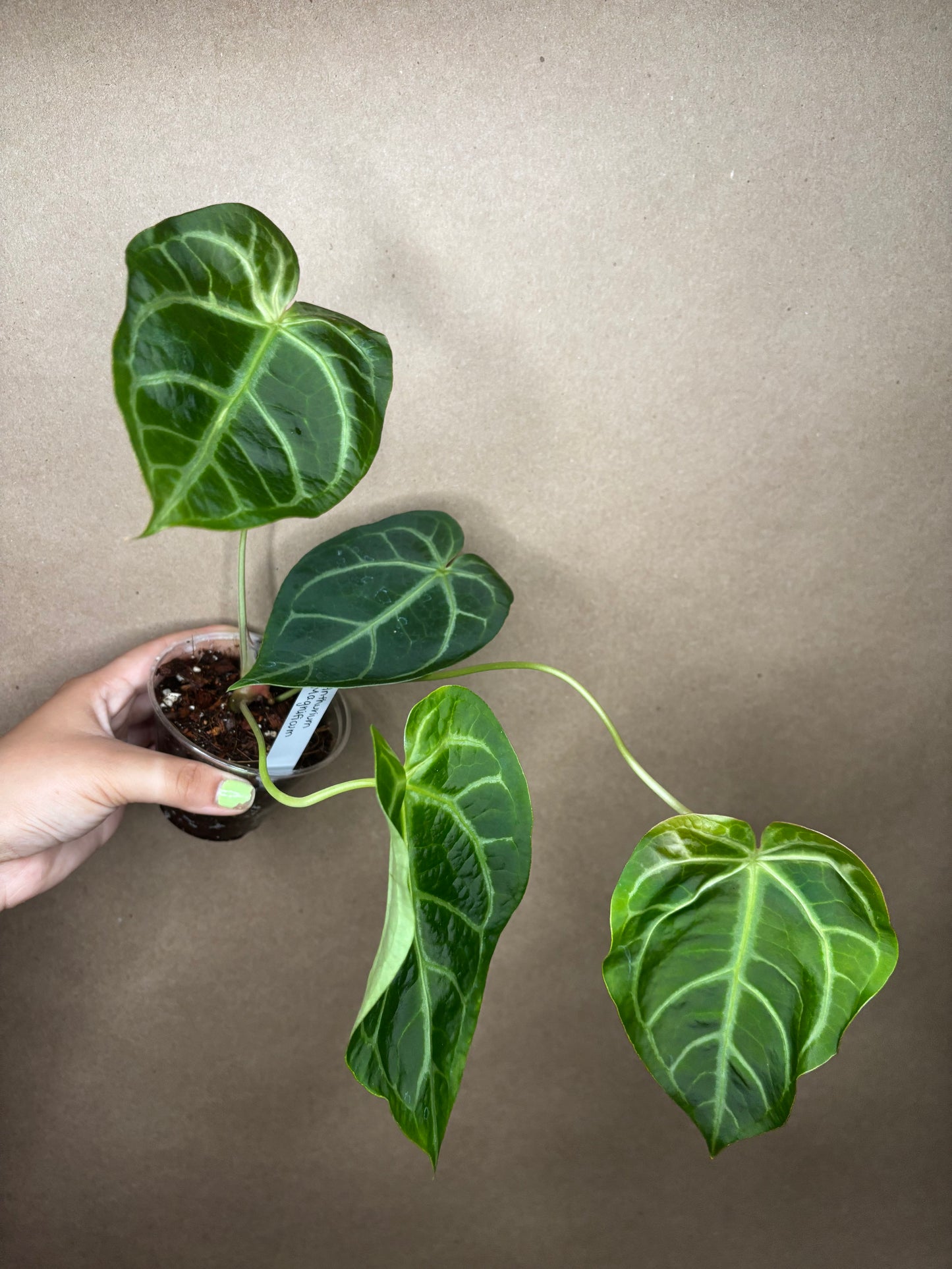 Anthurium Magnificum