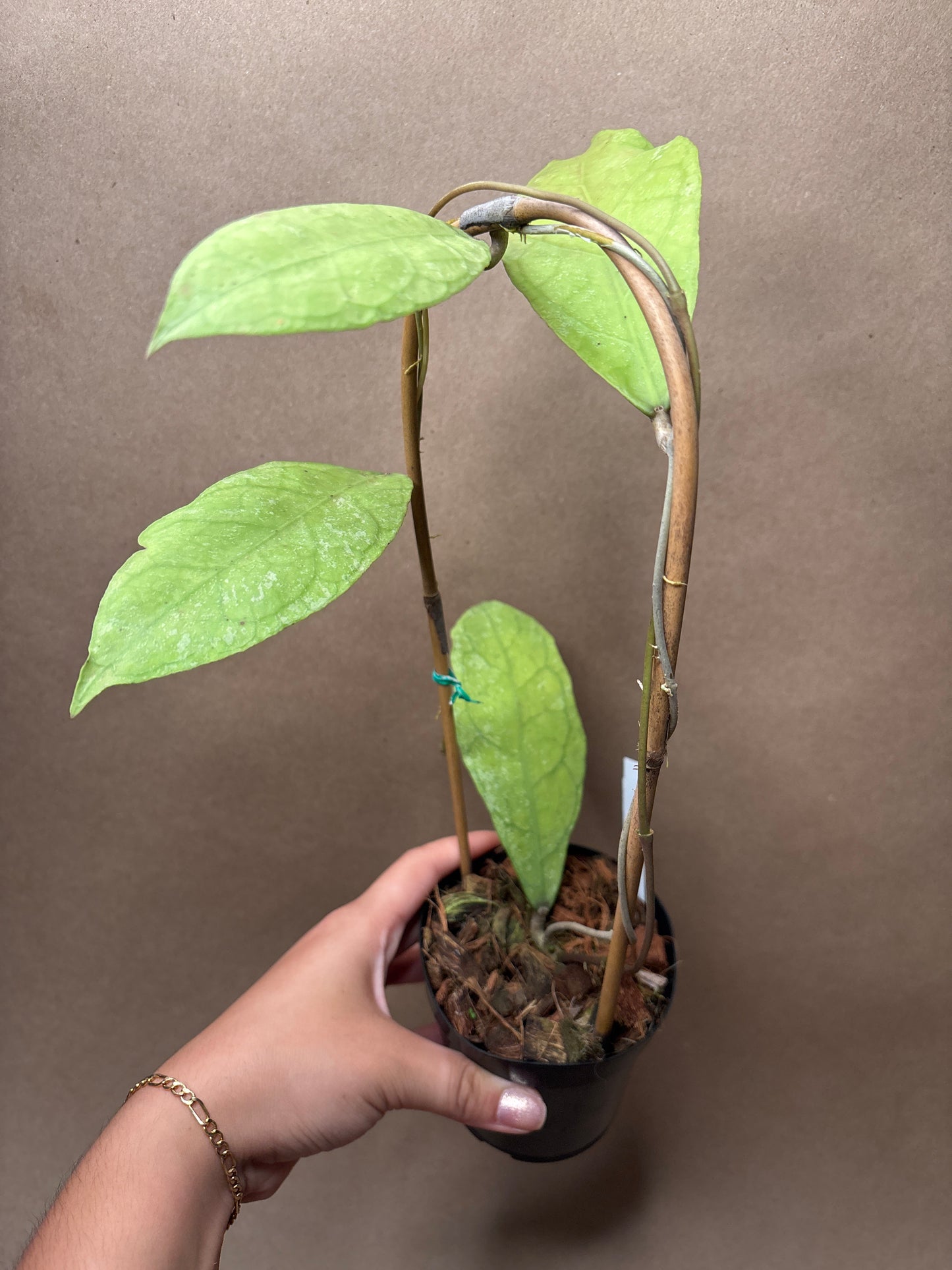 Hoya Peninsuraris (H. petal Teddy Bear) 4” Trellis