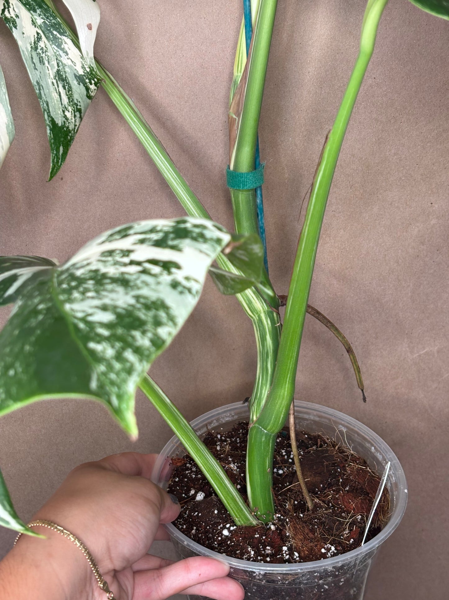 Monstera Deliciosa Albo