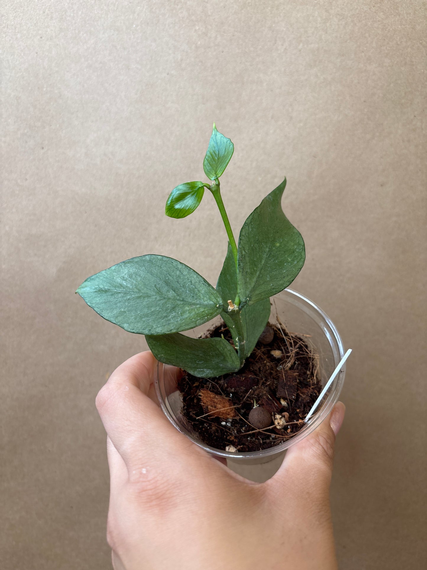 Hoya Polyneura Silver