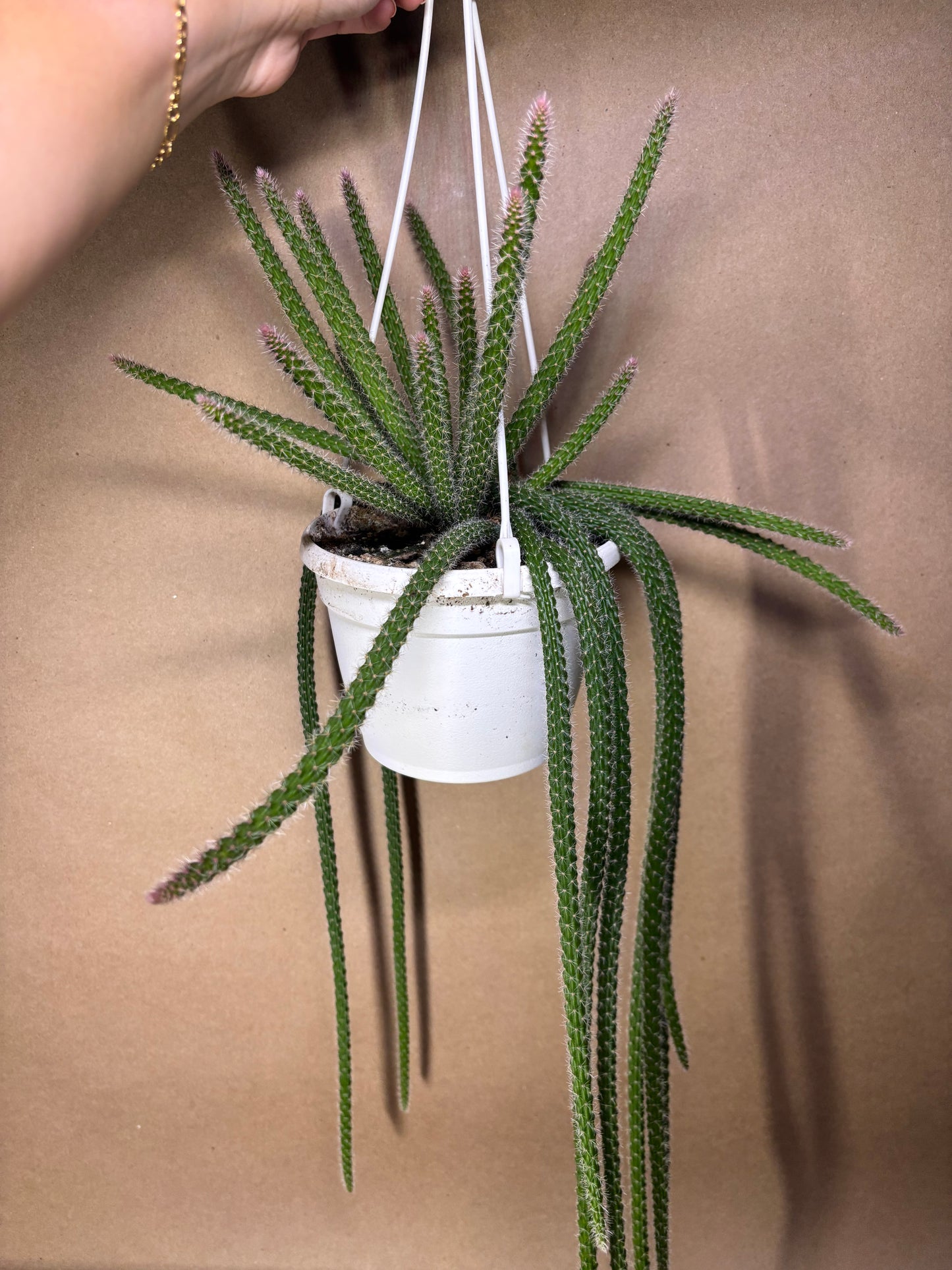Rat Tail Cactus 6”