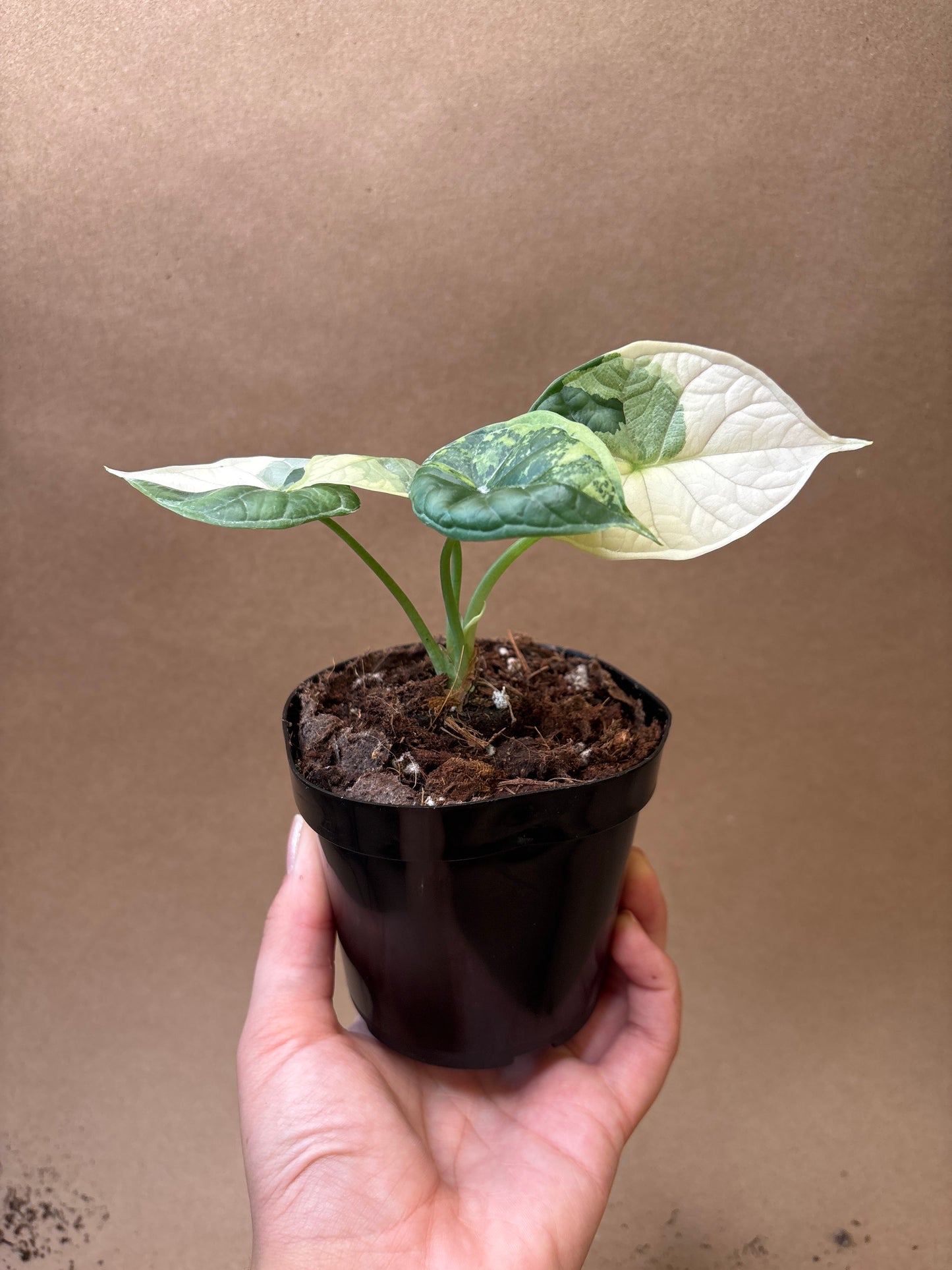 Alocasia Baginda ‘Dragon Scale’ Variegated