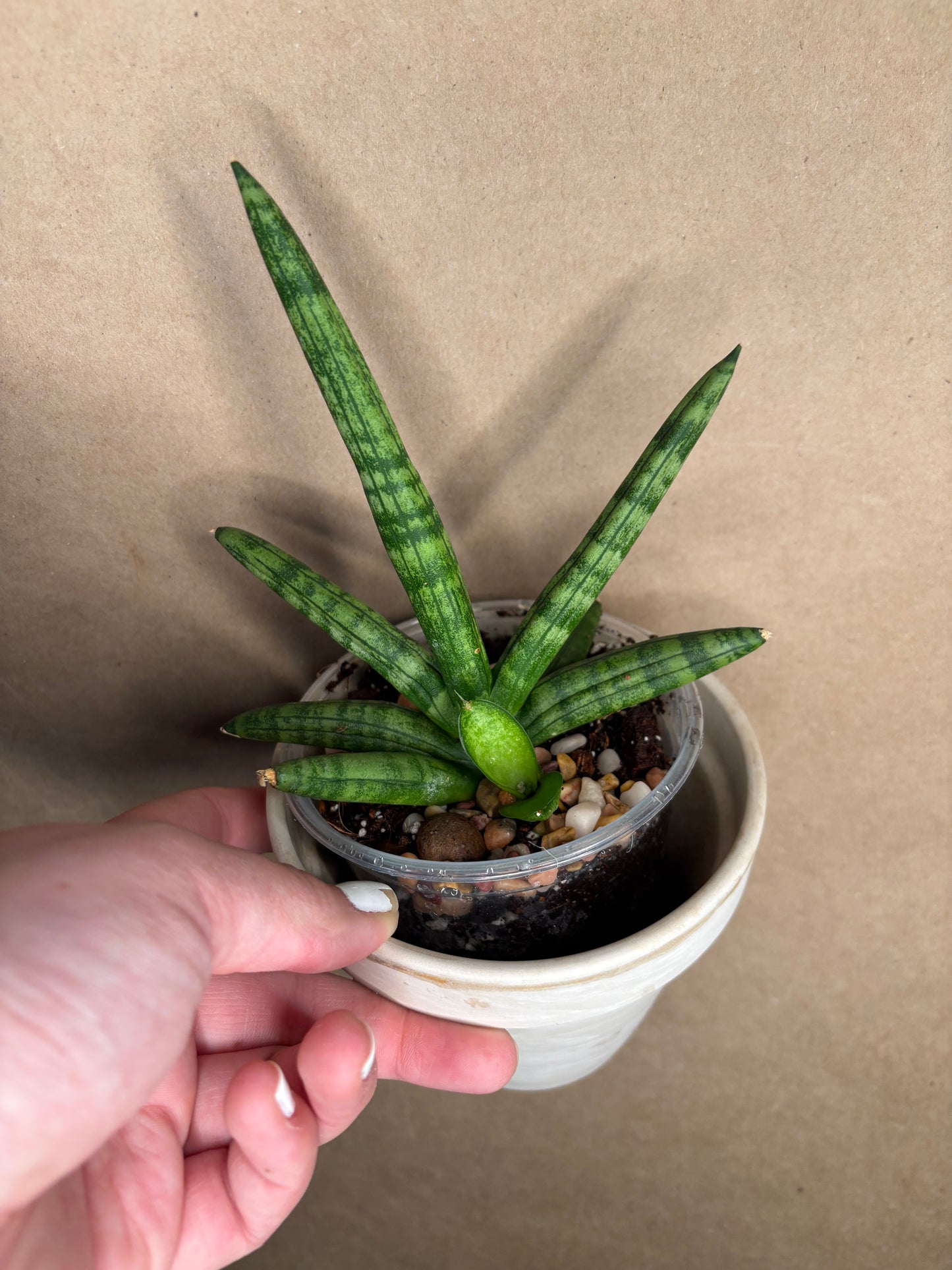 Starfish Sansevieria