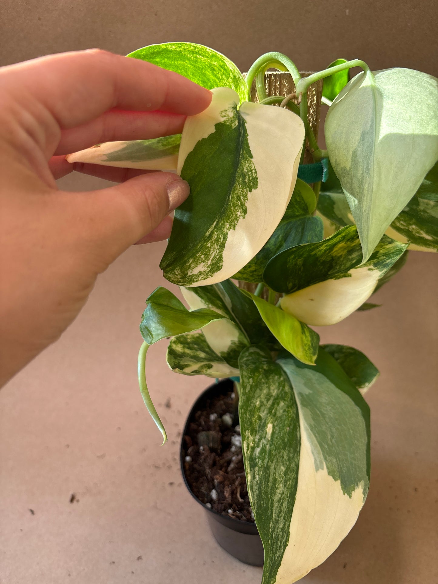 Scindapsus ‘Jade Satin’ (Yellow Variegated)