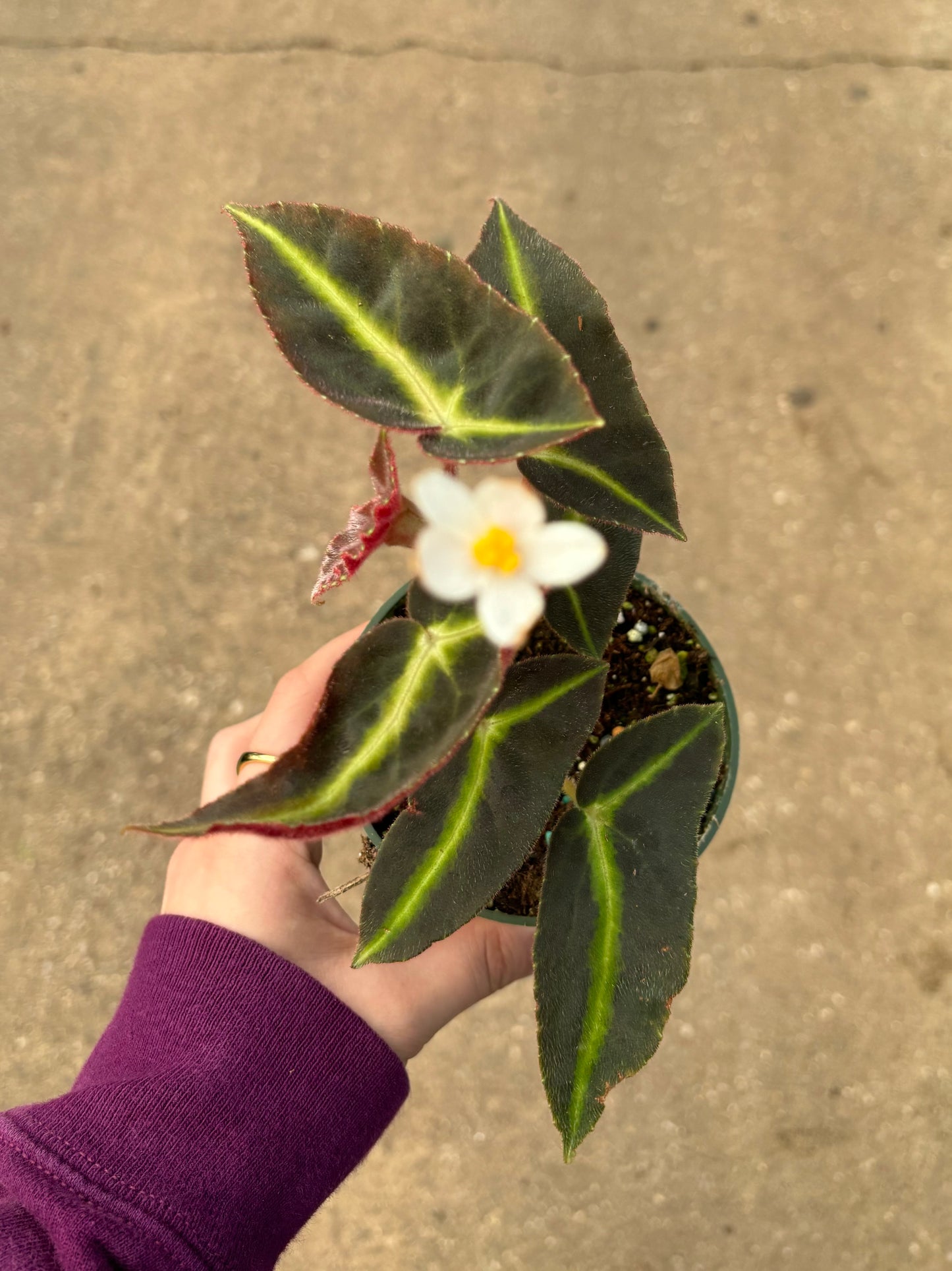 Begonia Listada