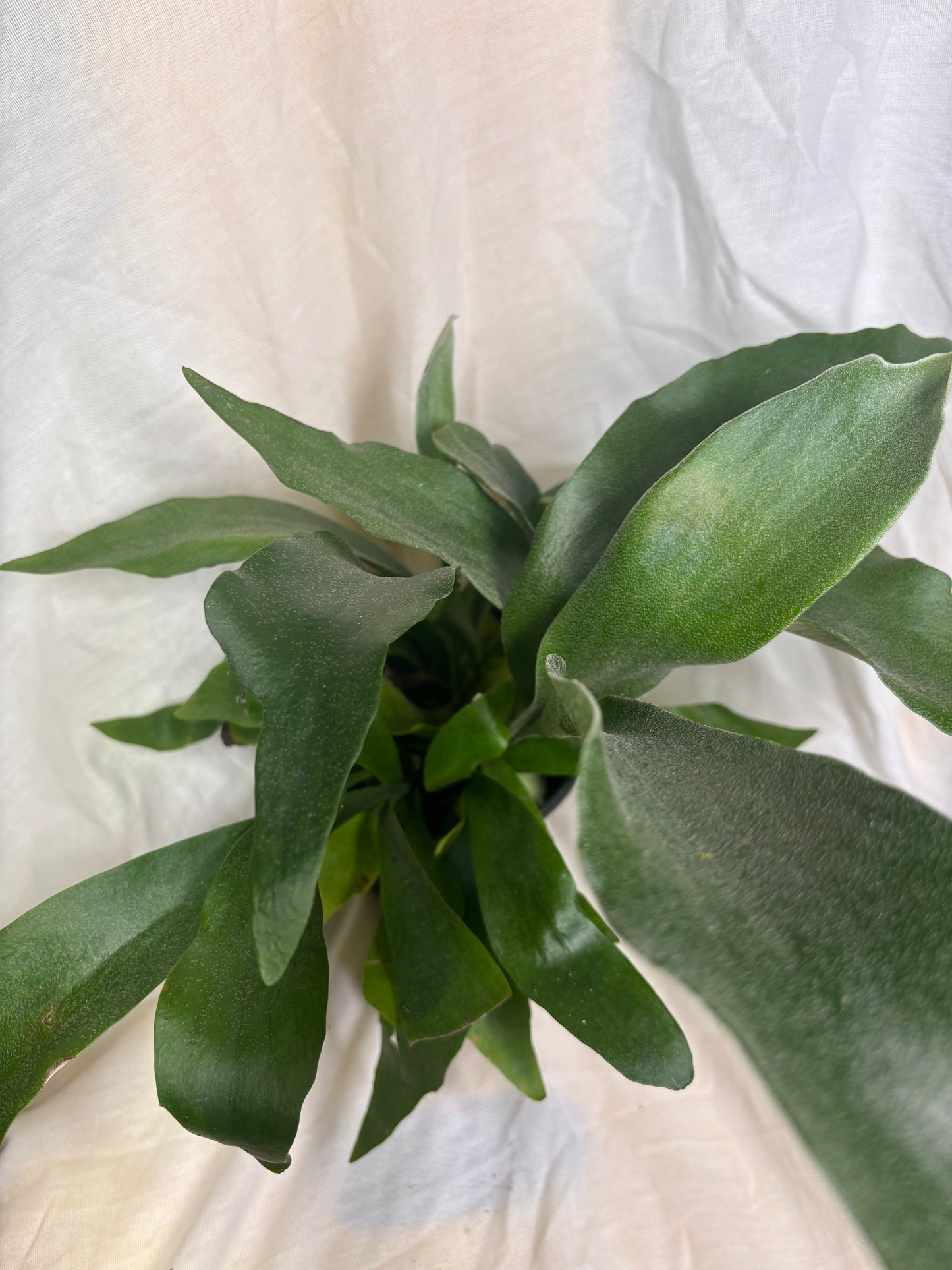 Staghorn Fern