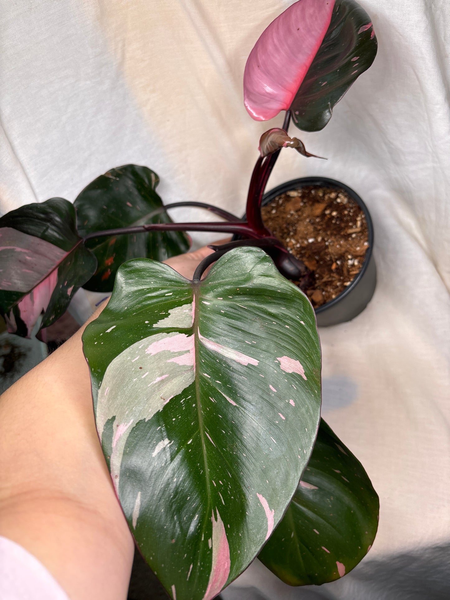 Philodendron Pink Princess 4”