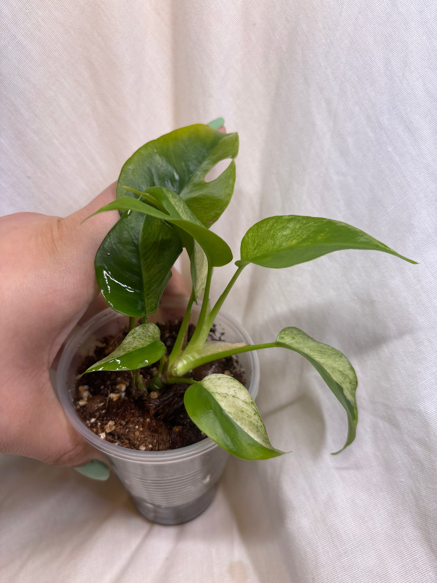 Variegated Rhaphidophora Tetrasperma (Starter)