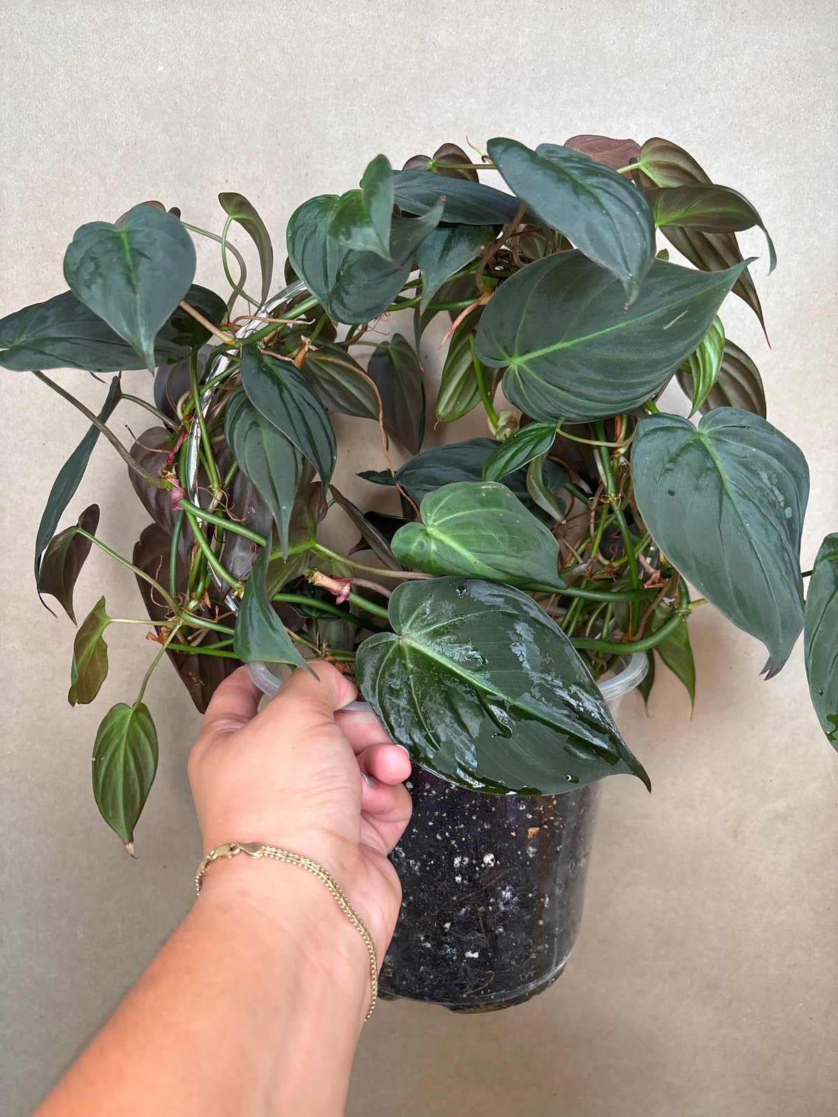 Philodendron Micans