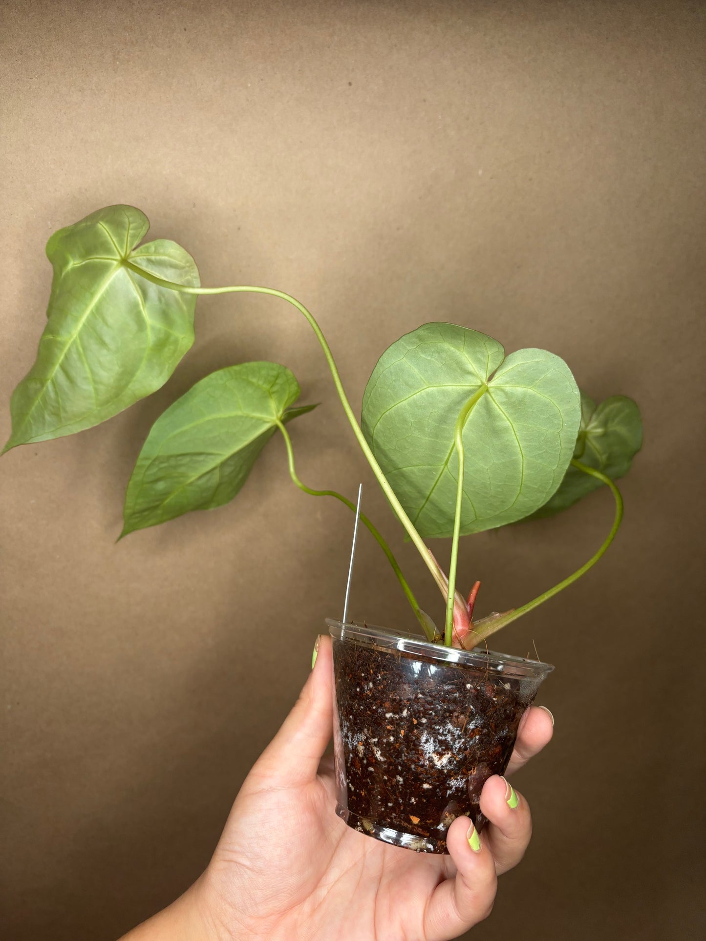 Anthurium Magnificum