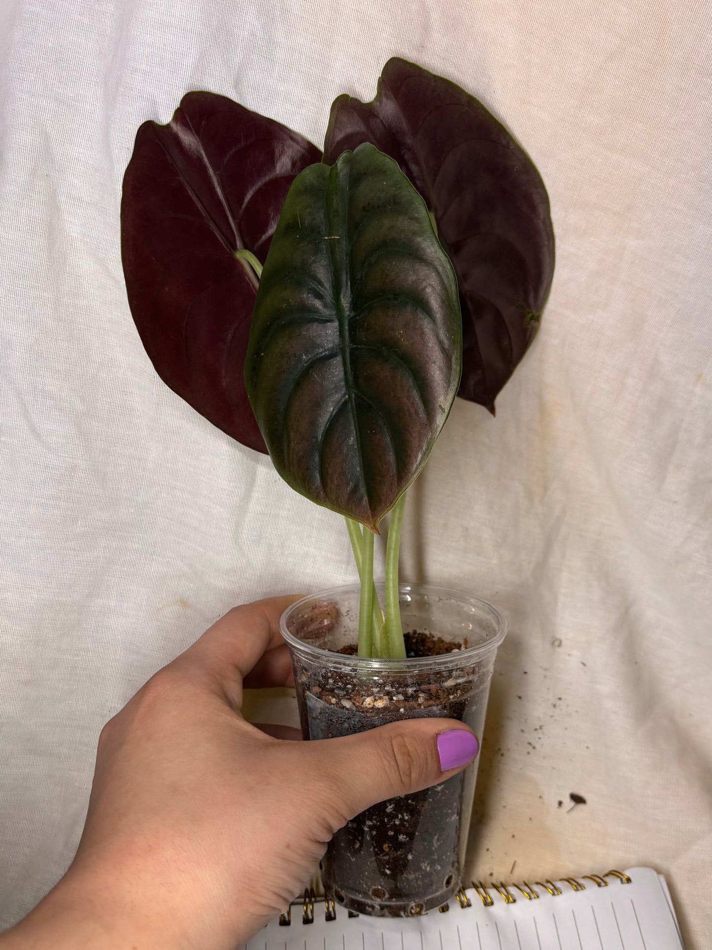 Alocasia Cuprea
