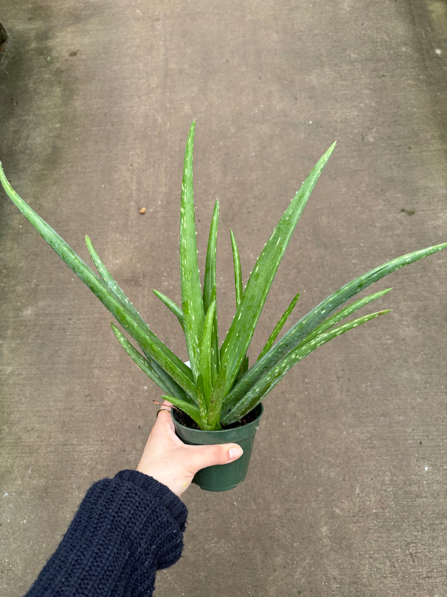 Aloe Plant