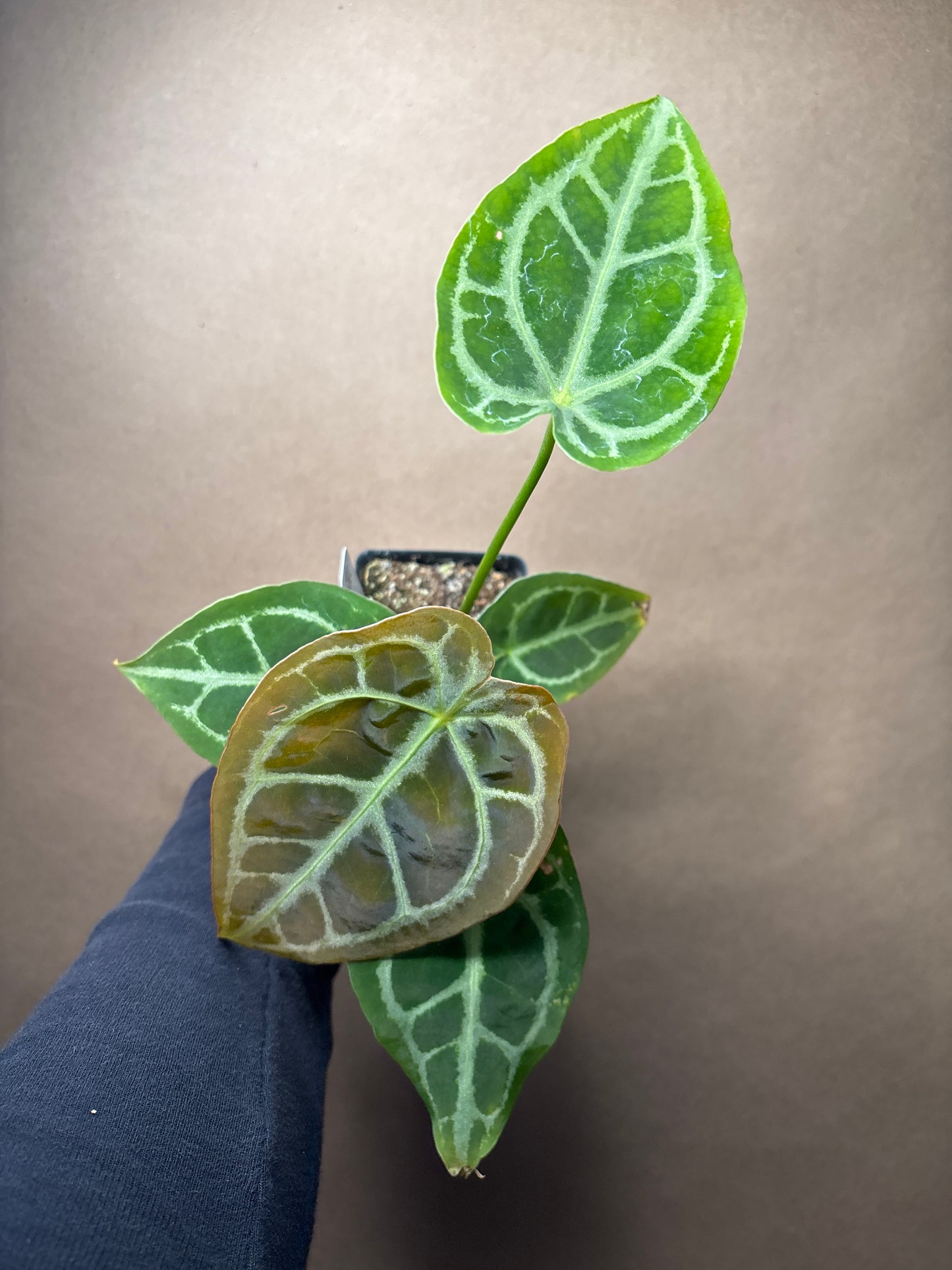Anthurium Doc Block ? x Magnificum