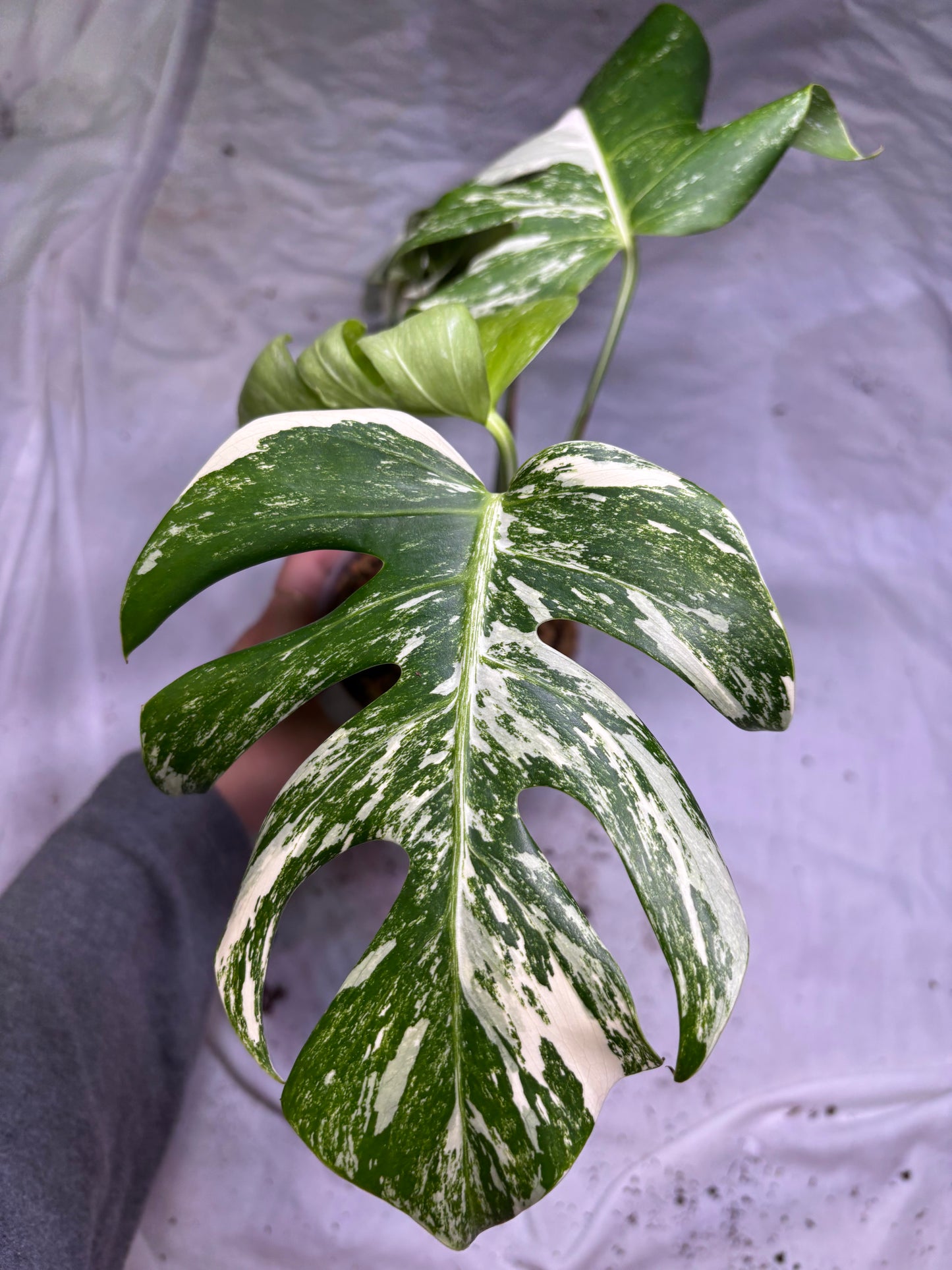 Monstera Deliciosa Albo