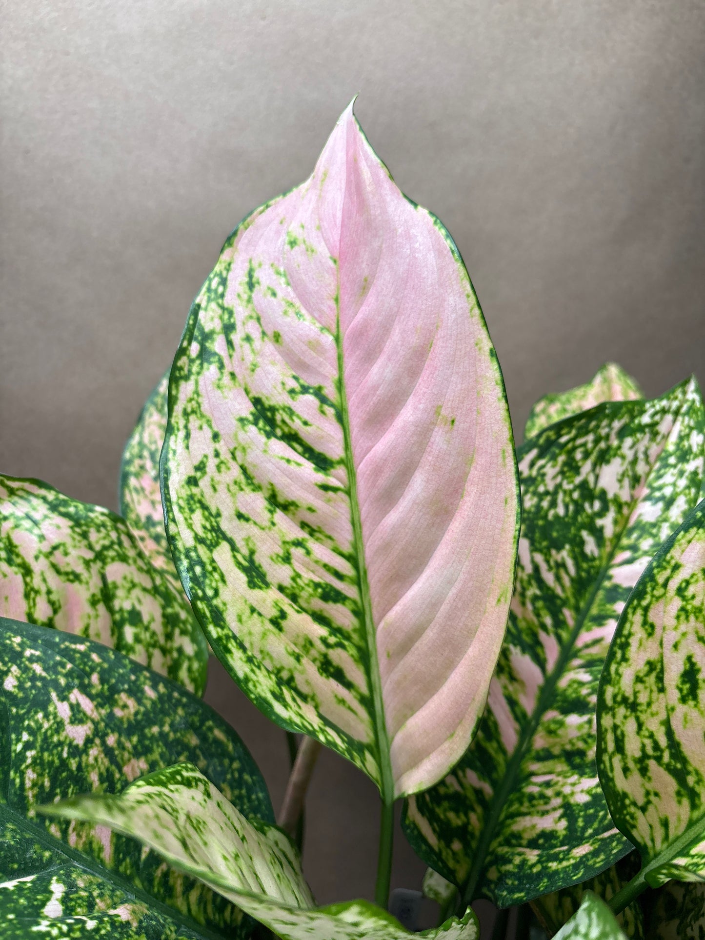 Aglaonema 'Etta Rose’