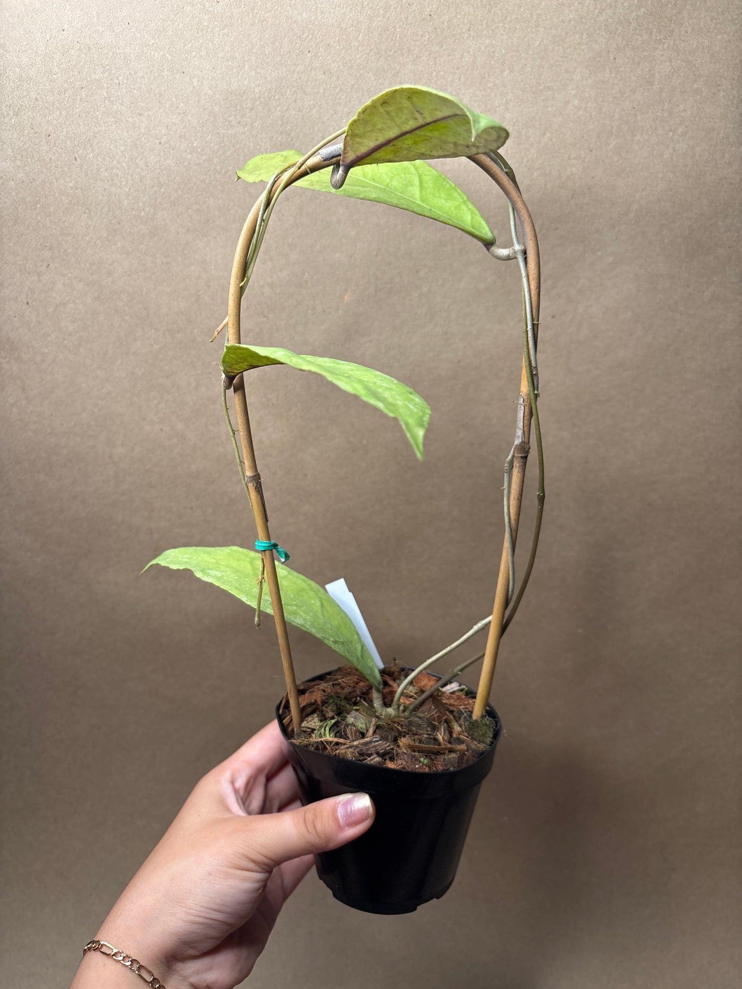 Hoya Peninsuraris (H. petal Teddy Bear) 4” Trellis