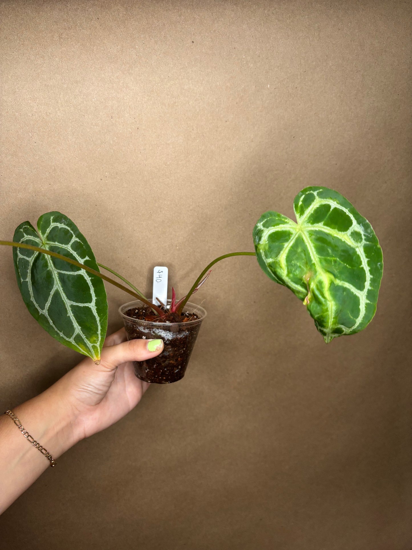 Anthurium Crystallinum