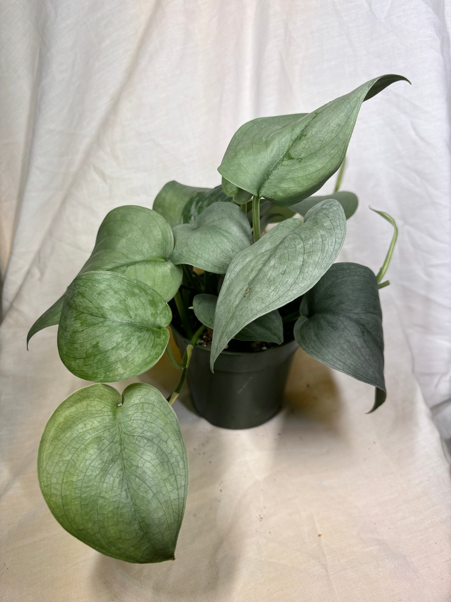 Scindapsus Silver Hero
